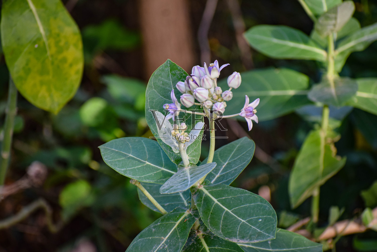 有花的棉花照片摄影图片