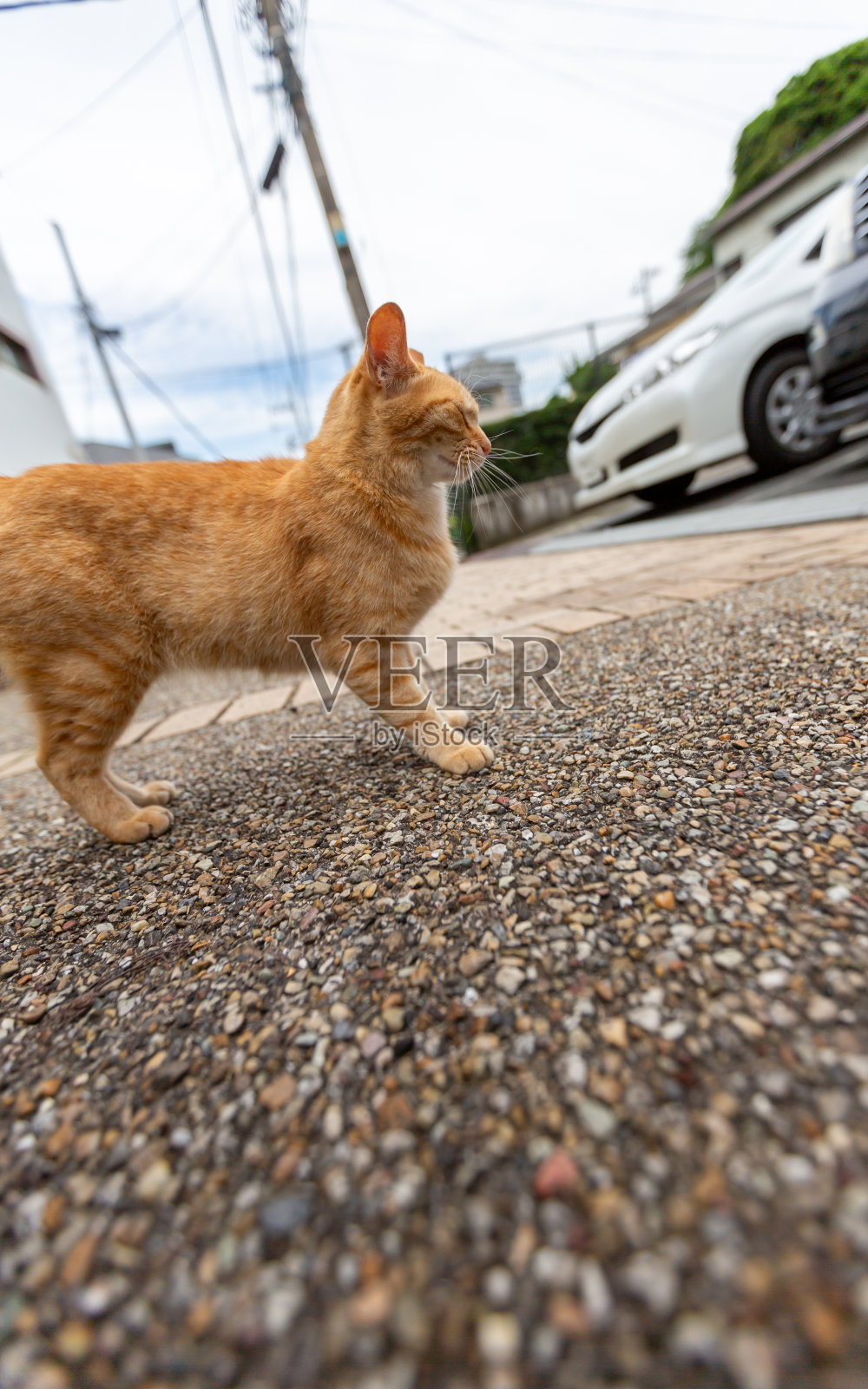 chatora猫照片摄影图片