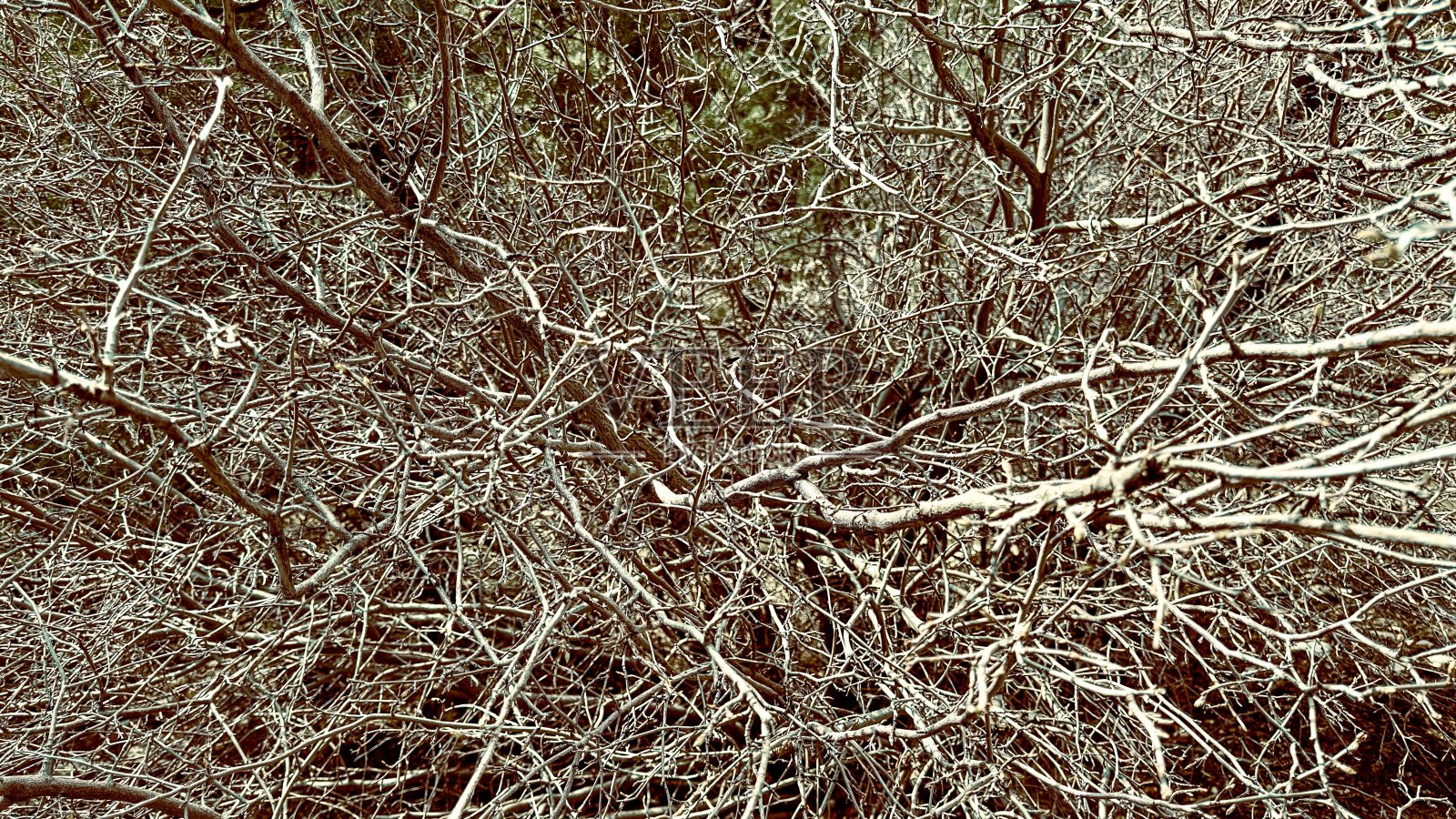 特写干燥的森林灌木春天灌木树篱季节秋天植物林地公园徒步小径自然照片摄影图片