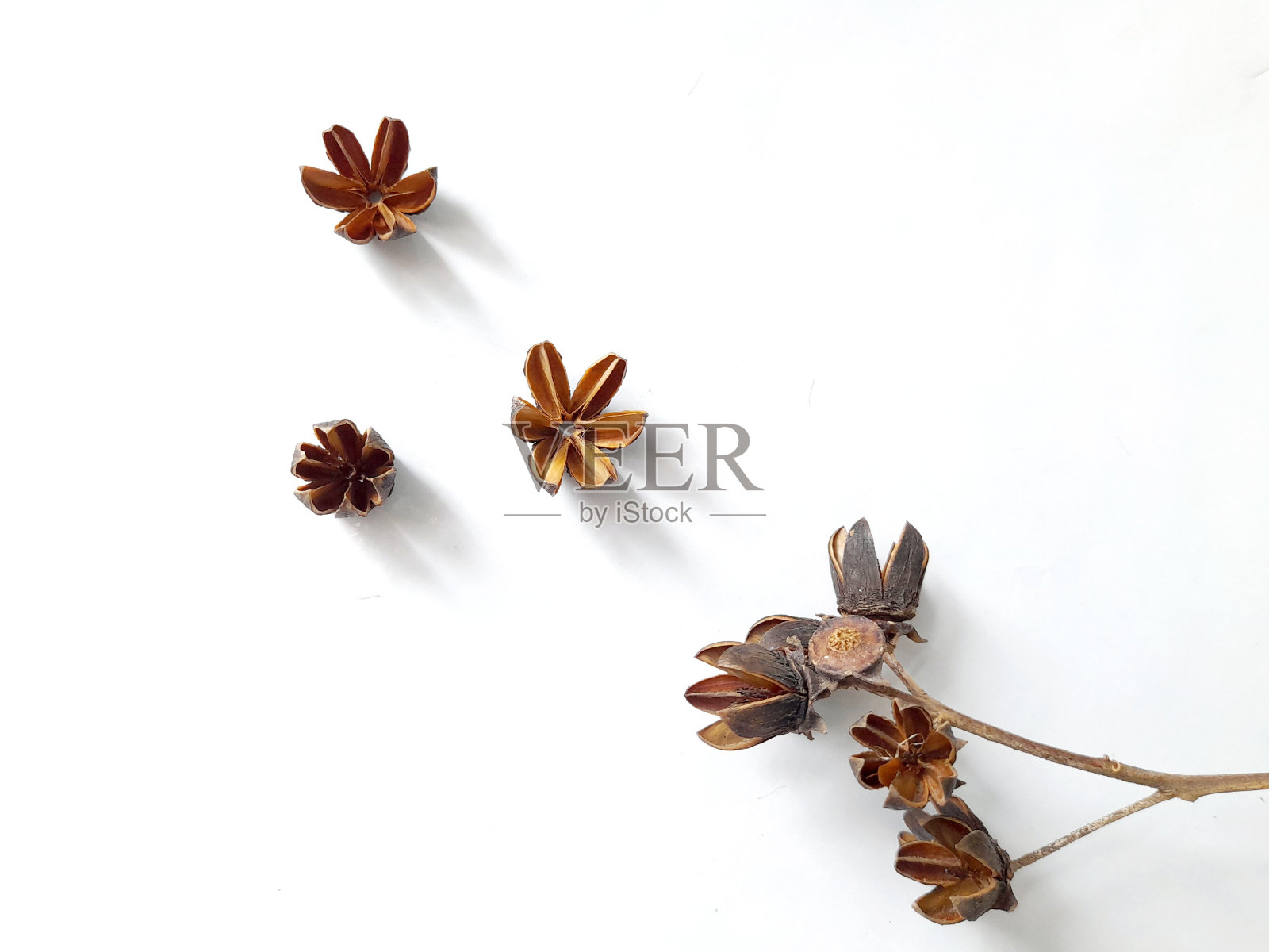 干燥的种子。照片摄影图片