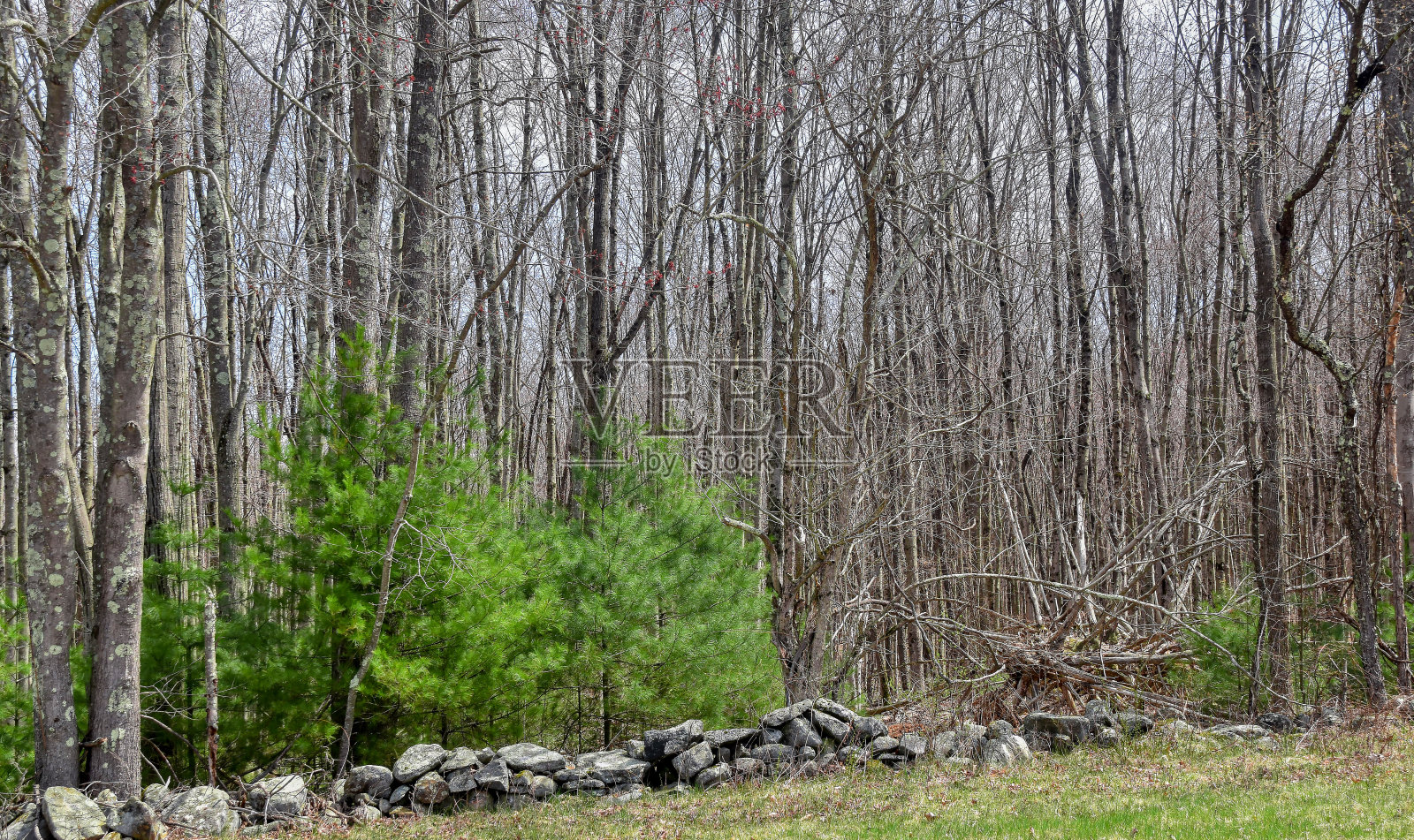 马萨诸塞州夸宾水库的树林照片摄影图片