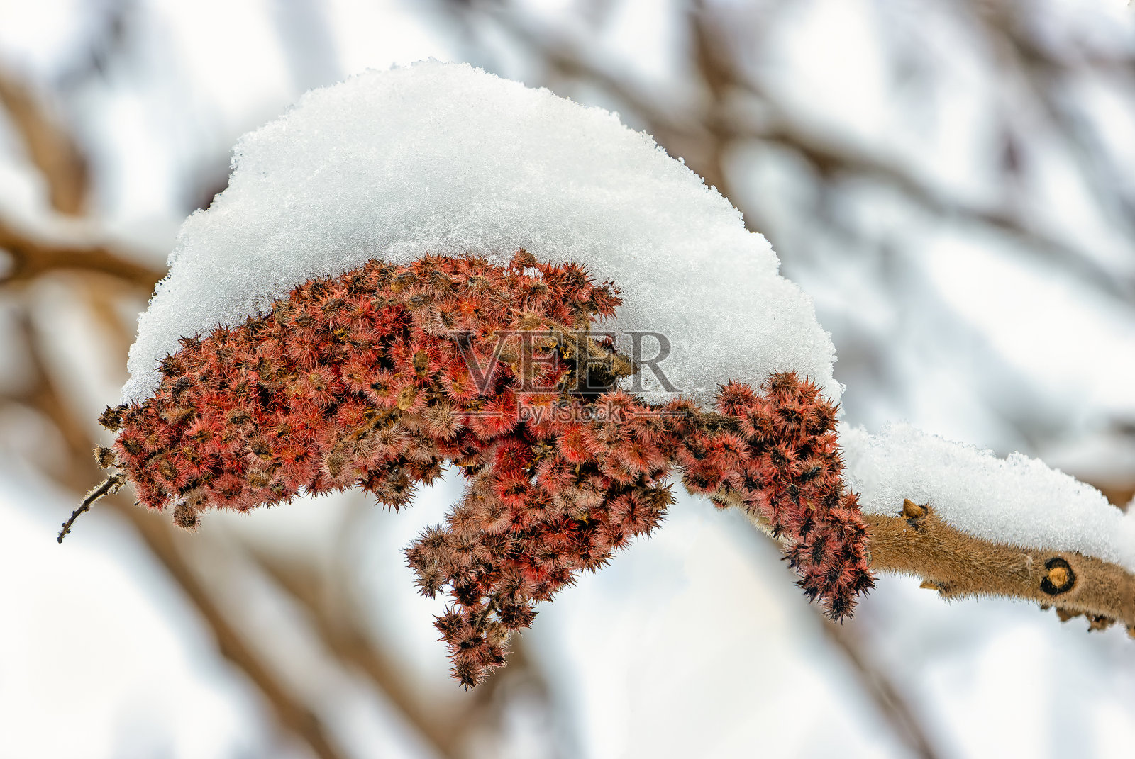 冬天有花的红蛇枝照片摄影图片
