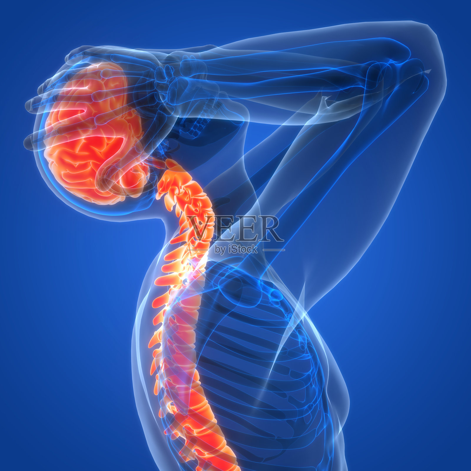 人类神经系统中枢器官脑解剖学照片摄影图片