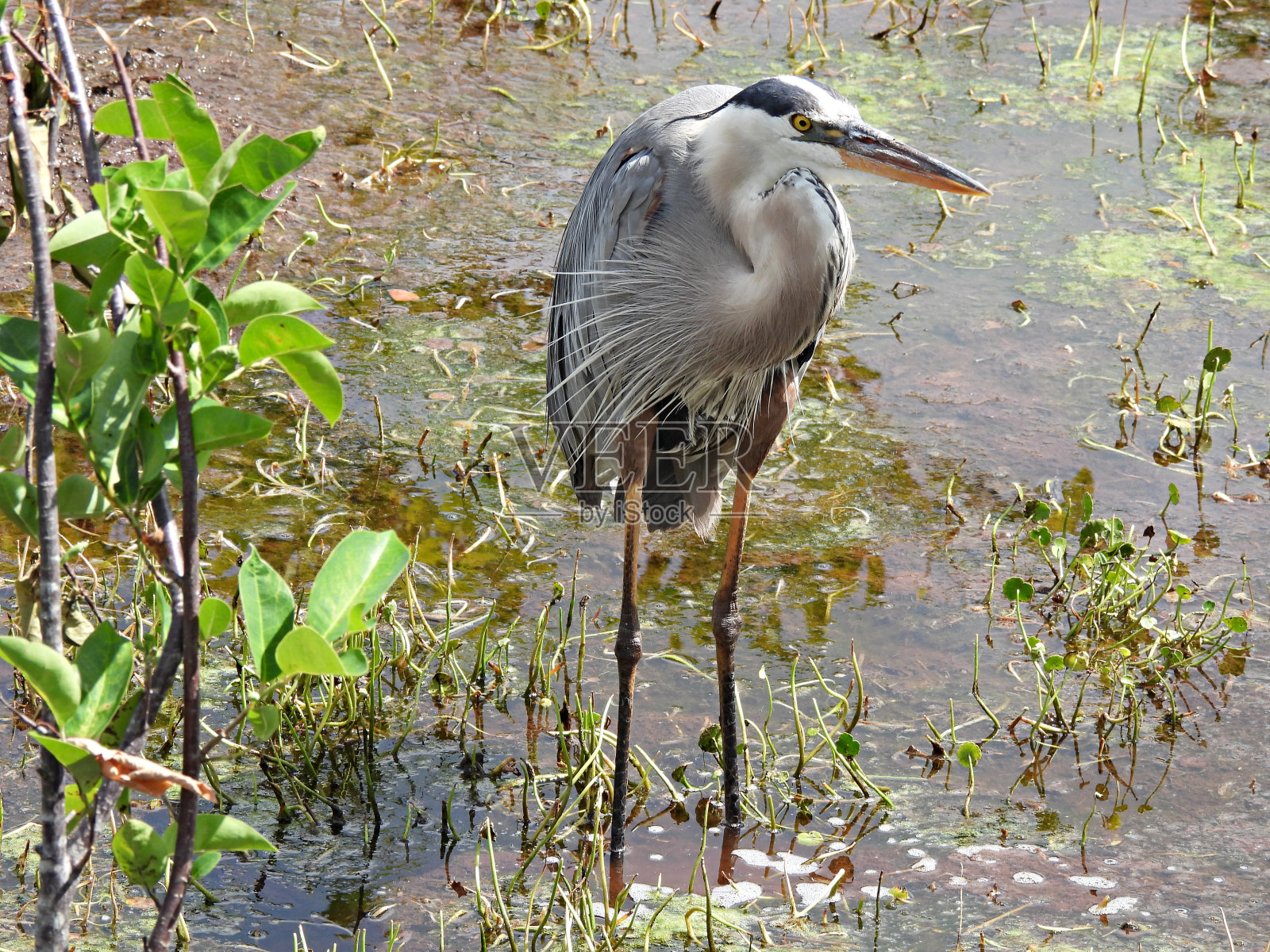 大蓝鹭(Ardea herodias) -在湿地的湖中休息照片摄影图片
