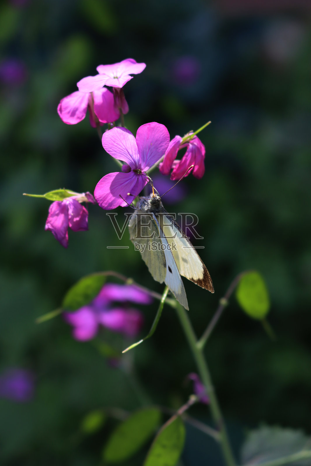 大卷心菜白蝴蝶在粉红色的诚实或月桂花照片摄影图片