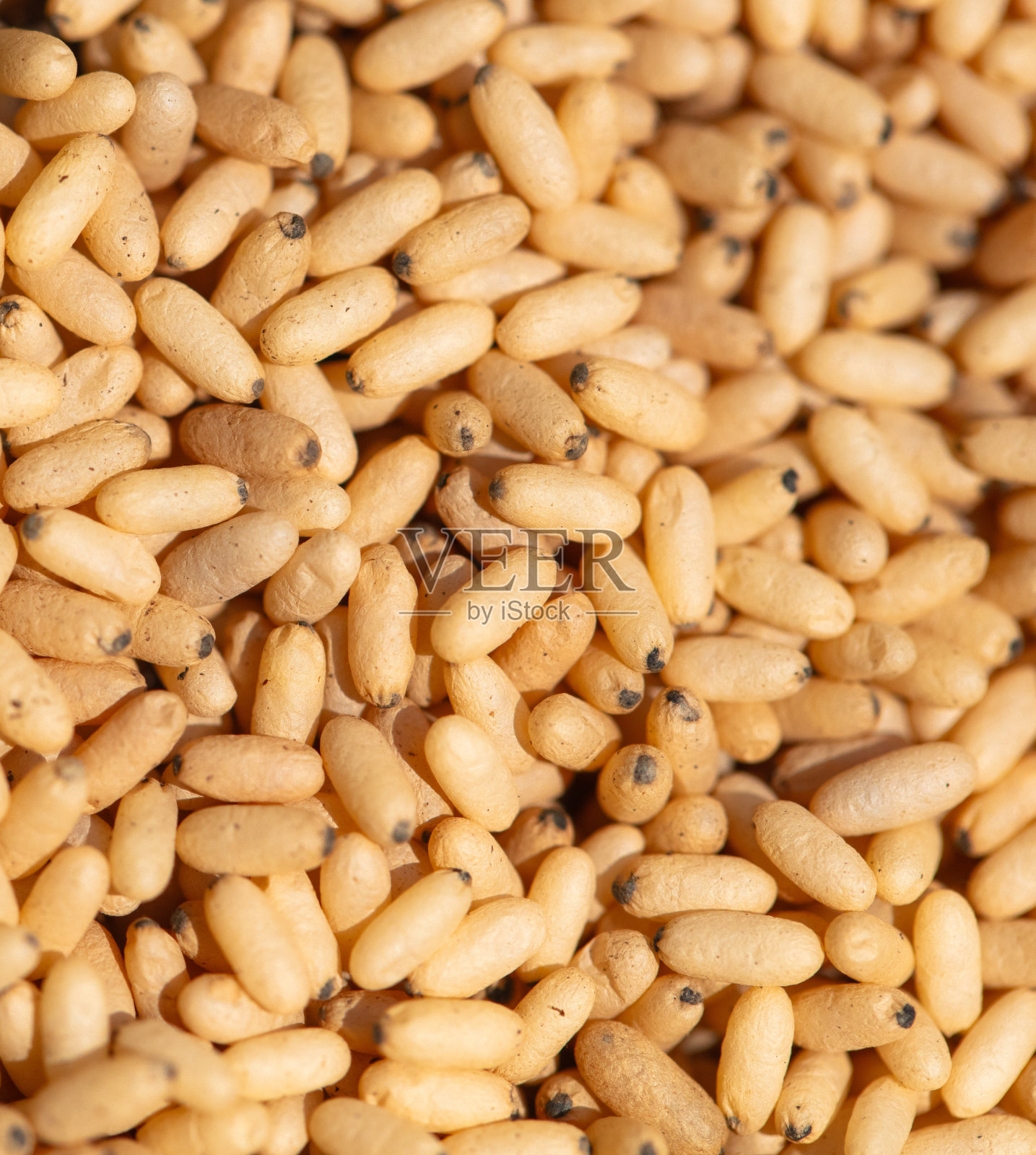 红蚂蚁卵的特写。宏照片摄影图片