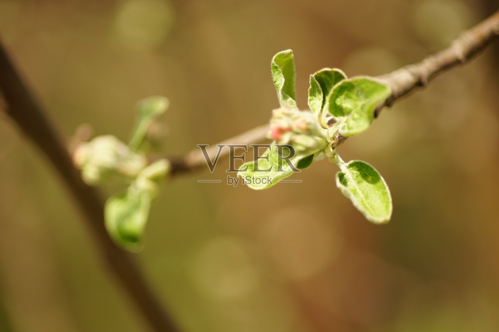 阳光明媚的日子里，树枝上挂着新鲜的小苹果树叶照片摄影图片