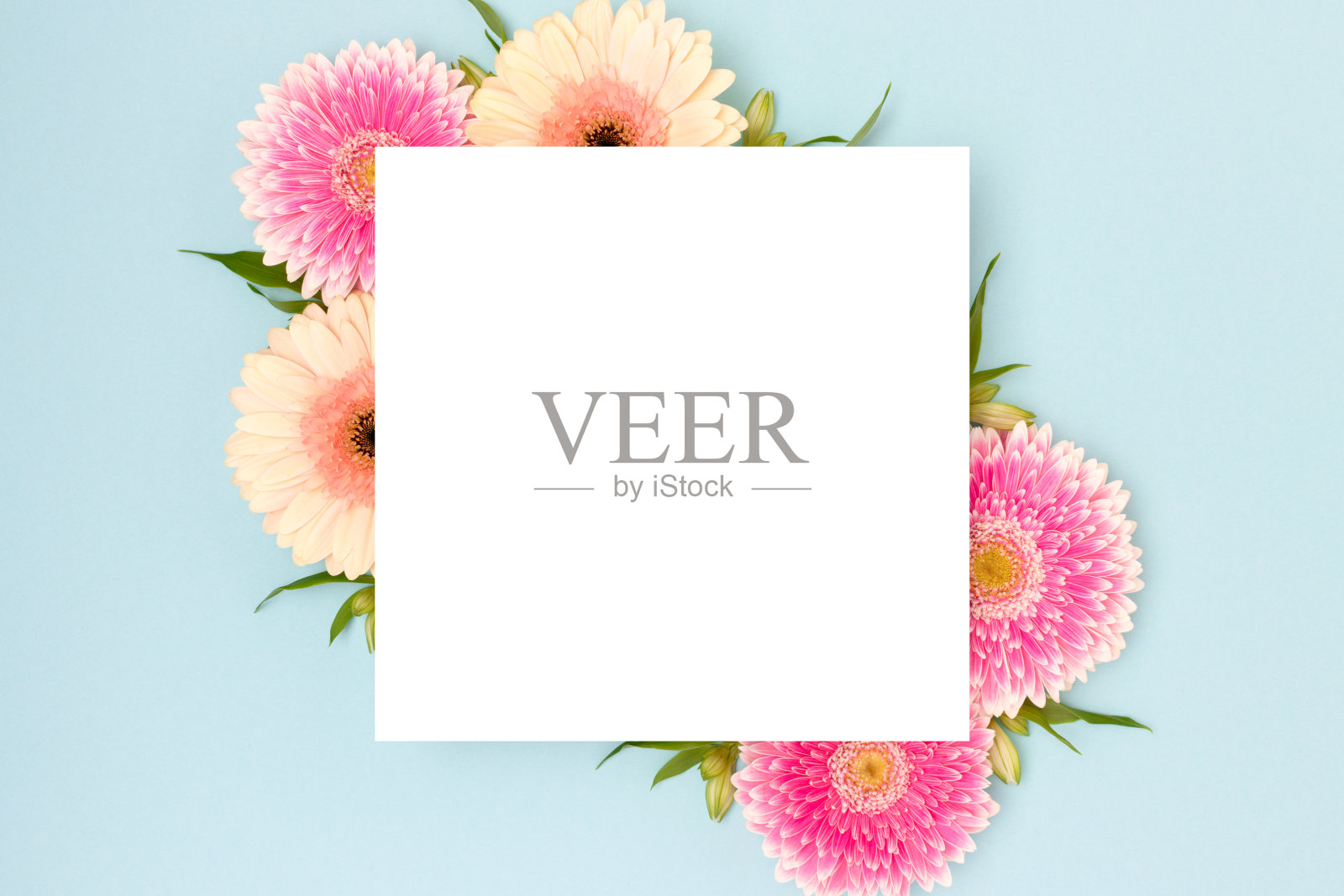 空白的正方形纸模型。由绿叶和非洲菊花制成的框架。照片摄影图片