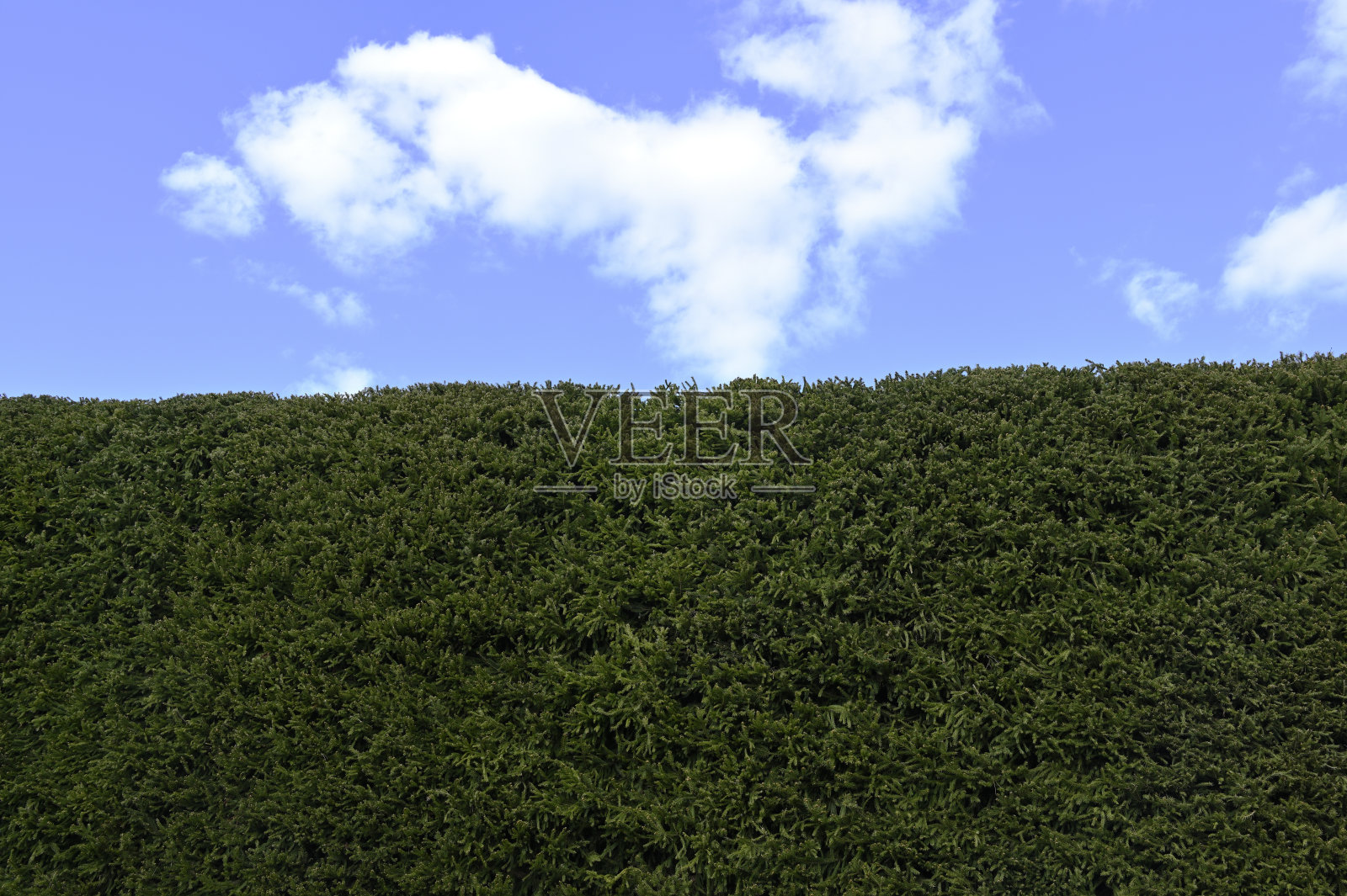 绿色的冷杉树篱和蓝色的天空照片摄影图片