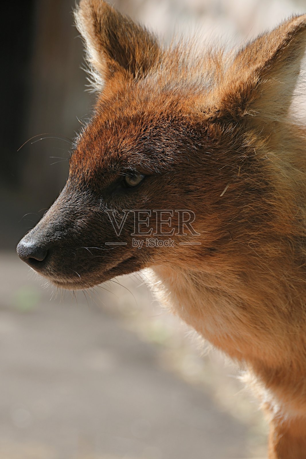 红狼。枪口特写。休息照片摄影图片