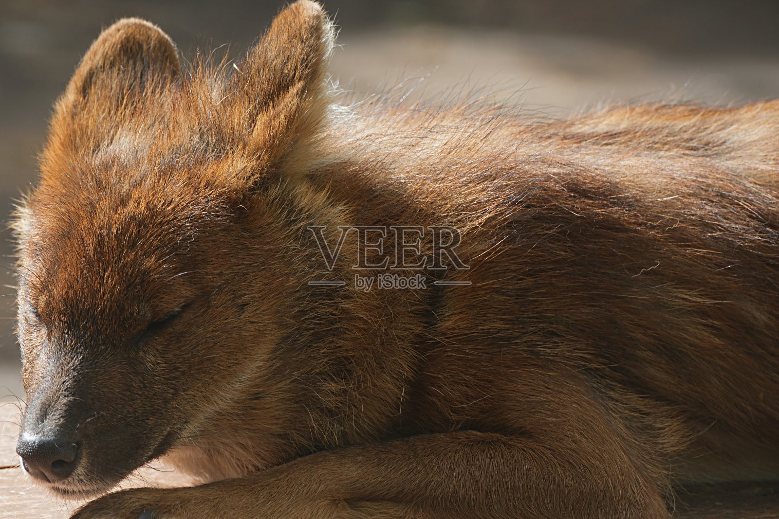 红狼。枪口特写。休息照片摄影图片