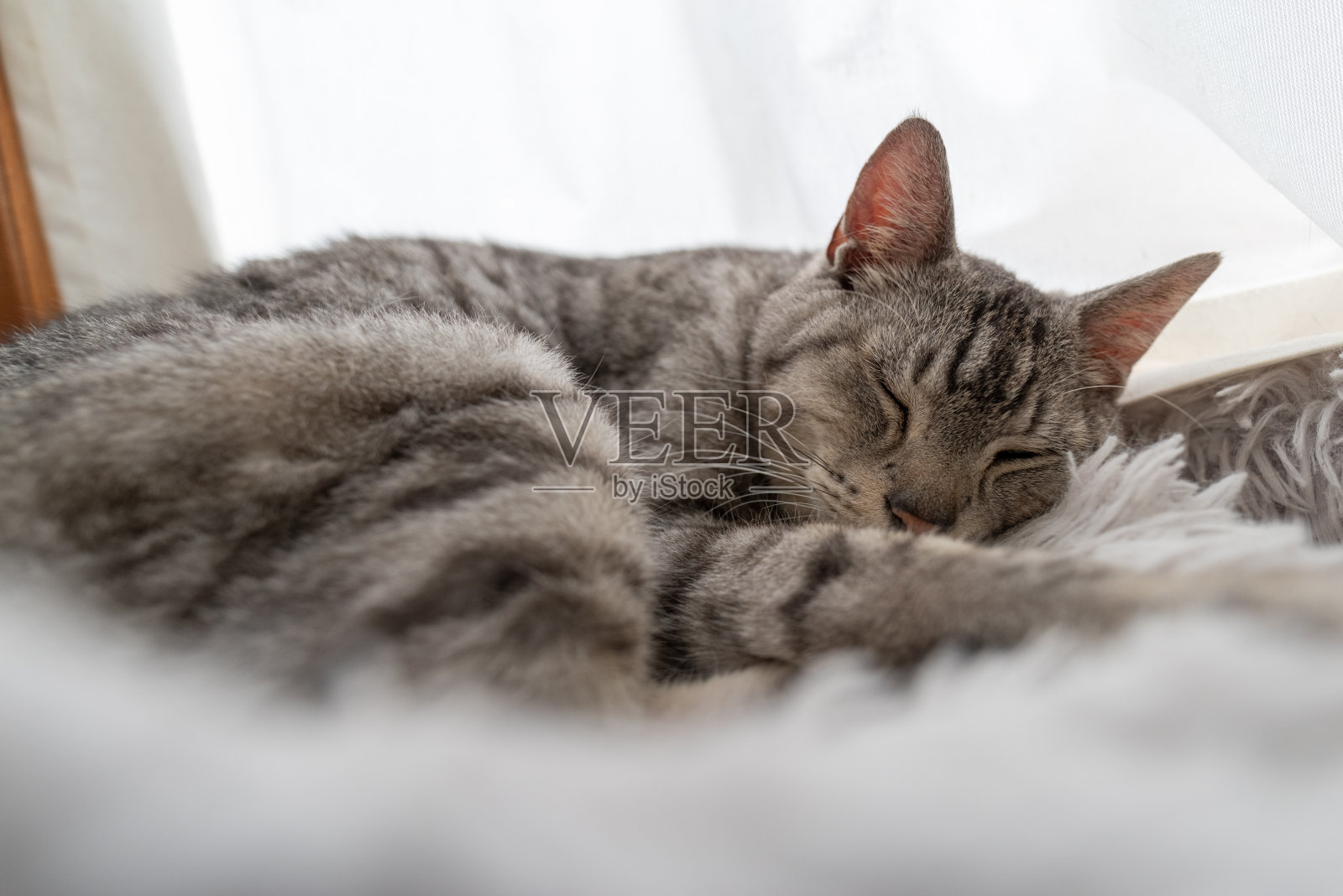 可爱的猫睡在窗边照片摄影图片