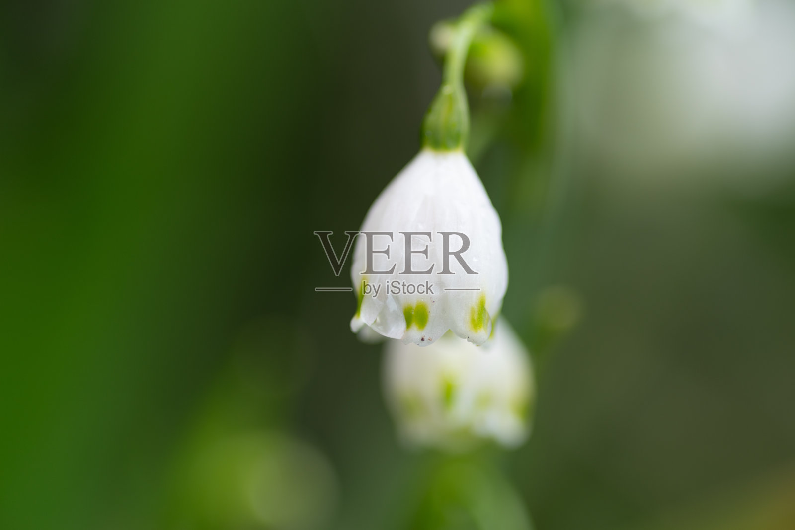 白花被雨淋湿了照片摄影图片