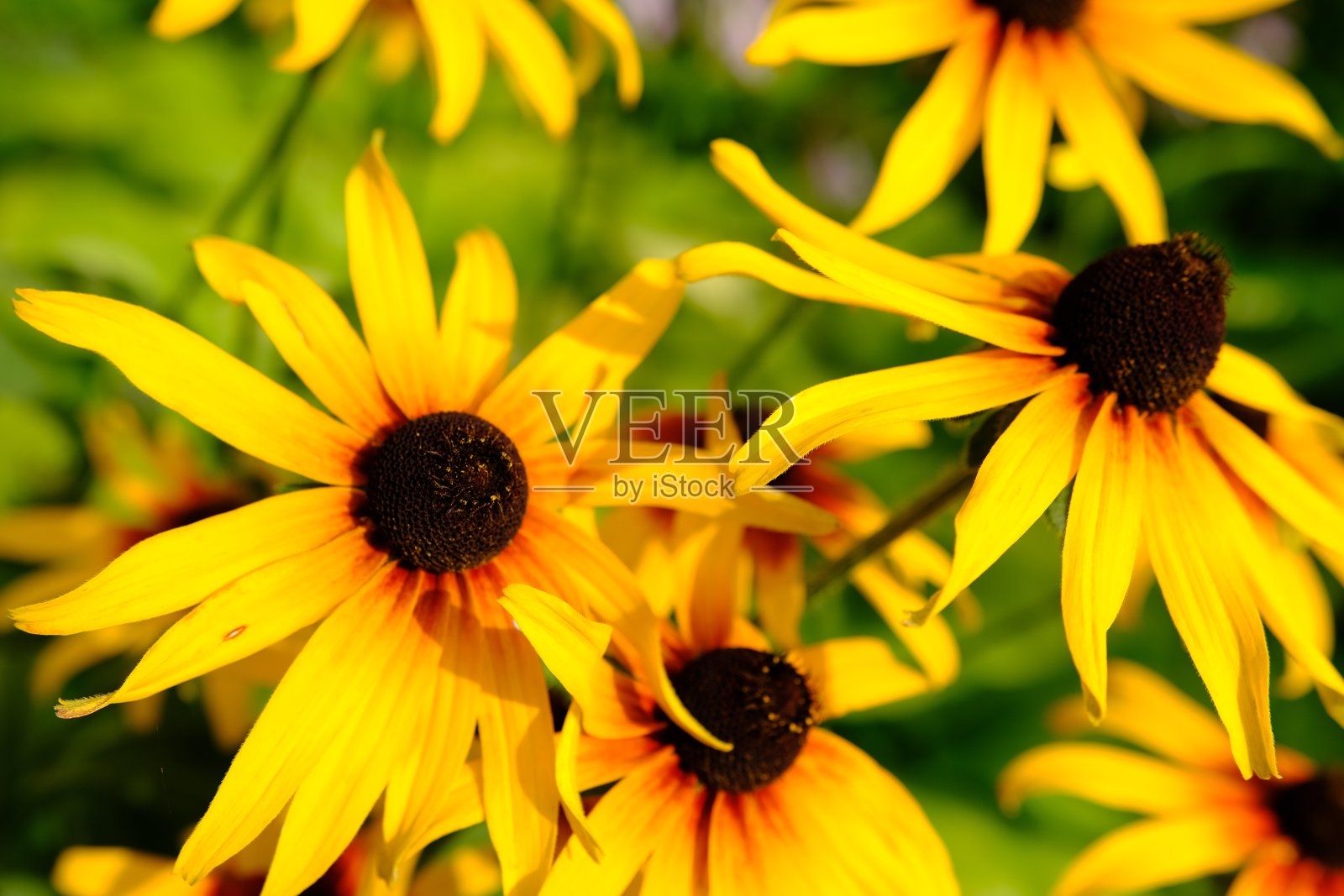 金柳属:夏天花园里盛开的黄花金柳属植物照片摄影图片