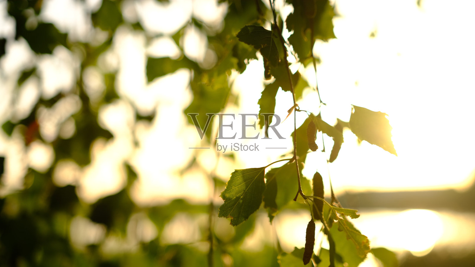 桦树枝干的近景与年轻的绿叶在夕阳的光与模糊的背景。照片摄影图片