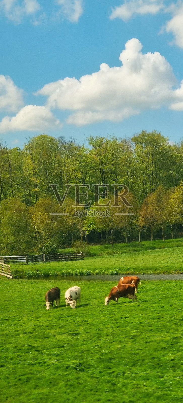 在农场饲养的牛照片摄影图片