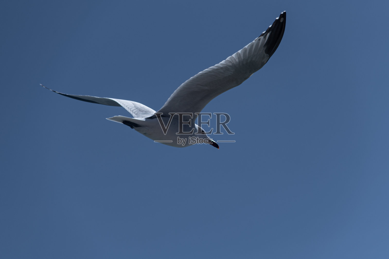 自由飞翔:海鸥在蔚蓝天空中优雅翱翔照片摄影图片