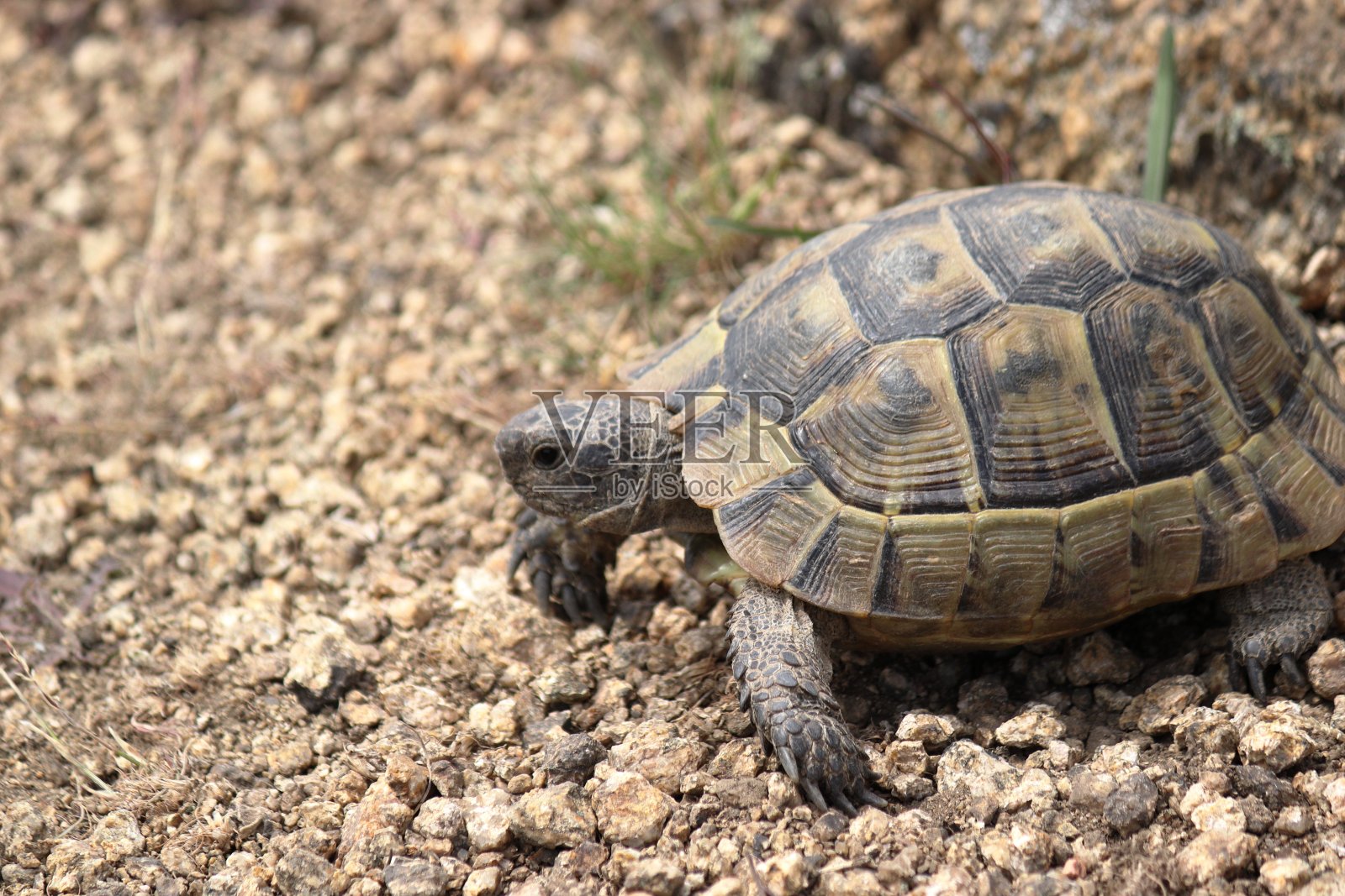 模仿希腊乌龟照片摄影图片