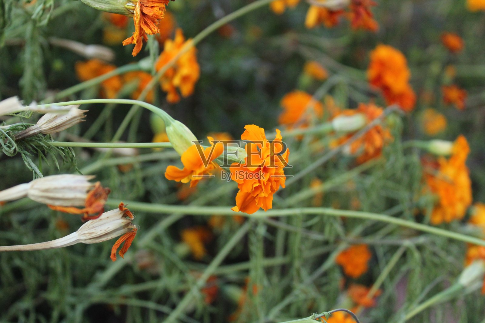 绿色背景上的小桔黄色万寿菊。草本植物。城市的花照片摄影图片
