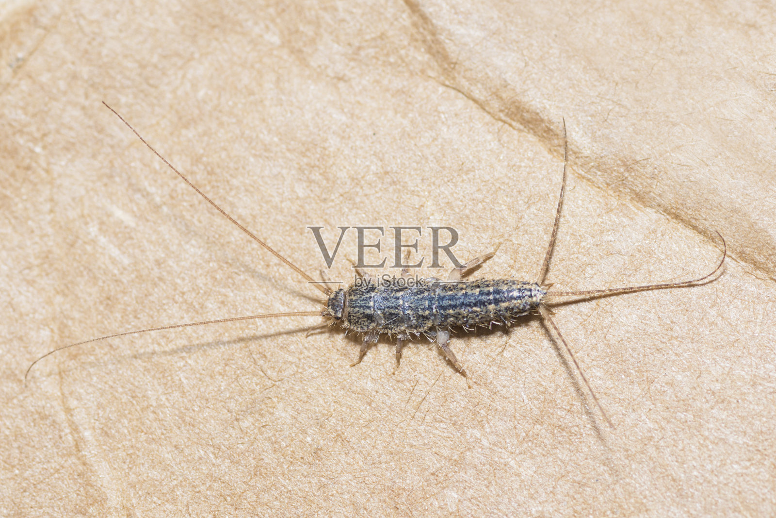 纸板上的长尾衣鱼（Ctenolepisma Longicaudatum）照片摄影图片