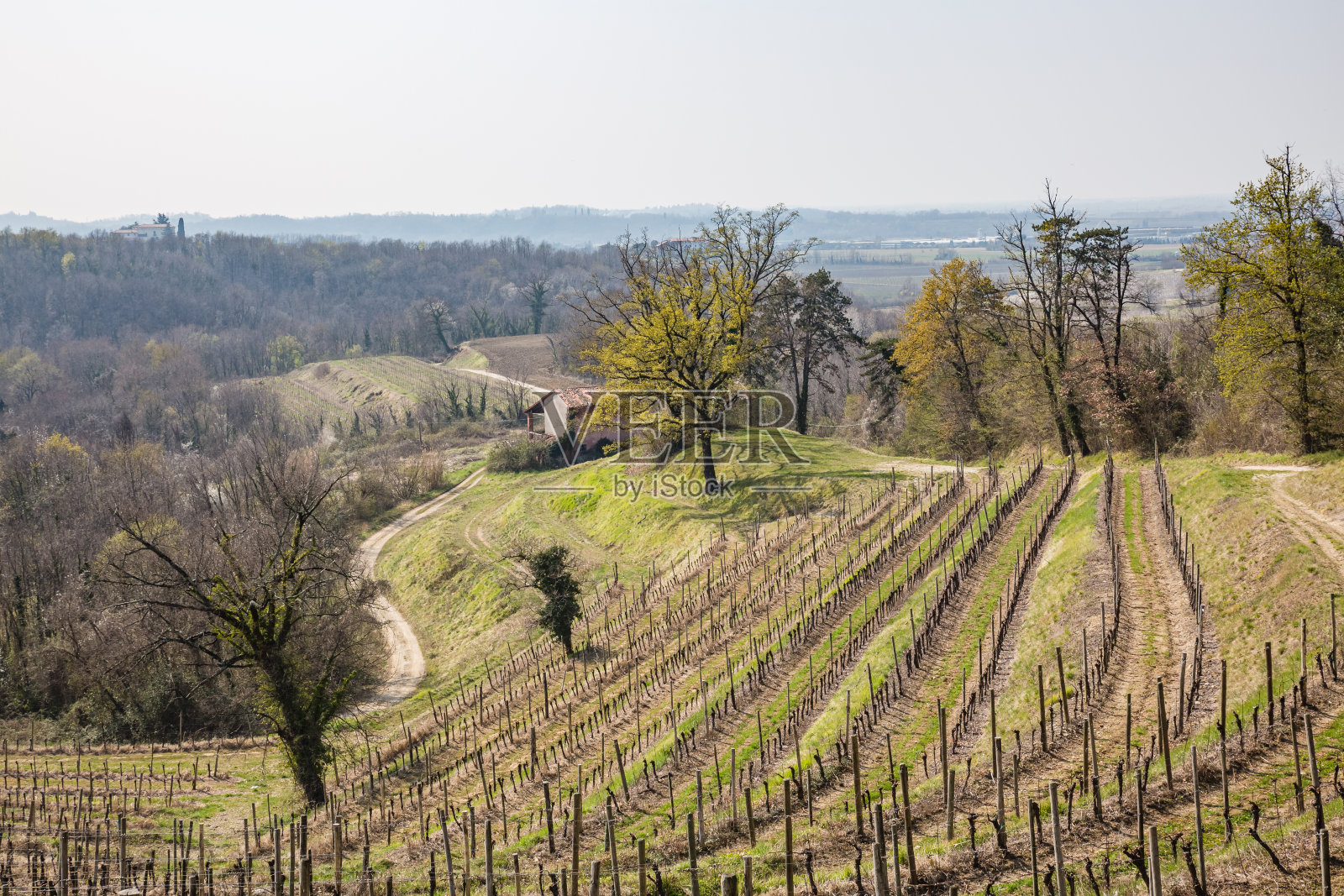 美丽的意大利春天风景与葡萄园。照片摄影图片