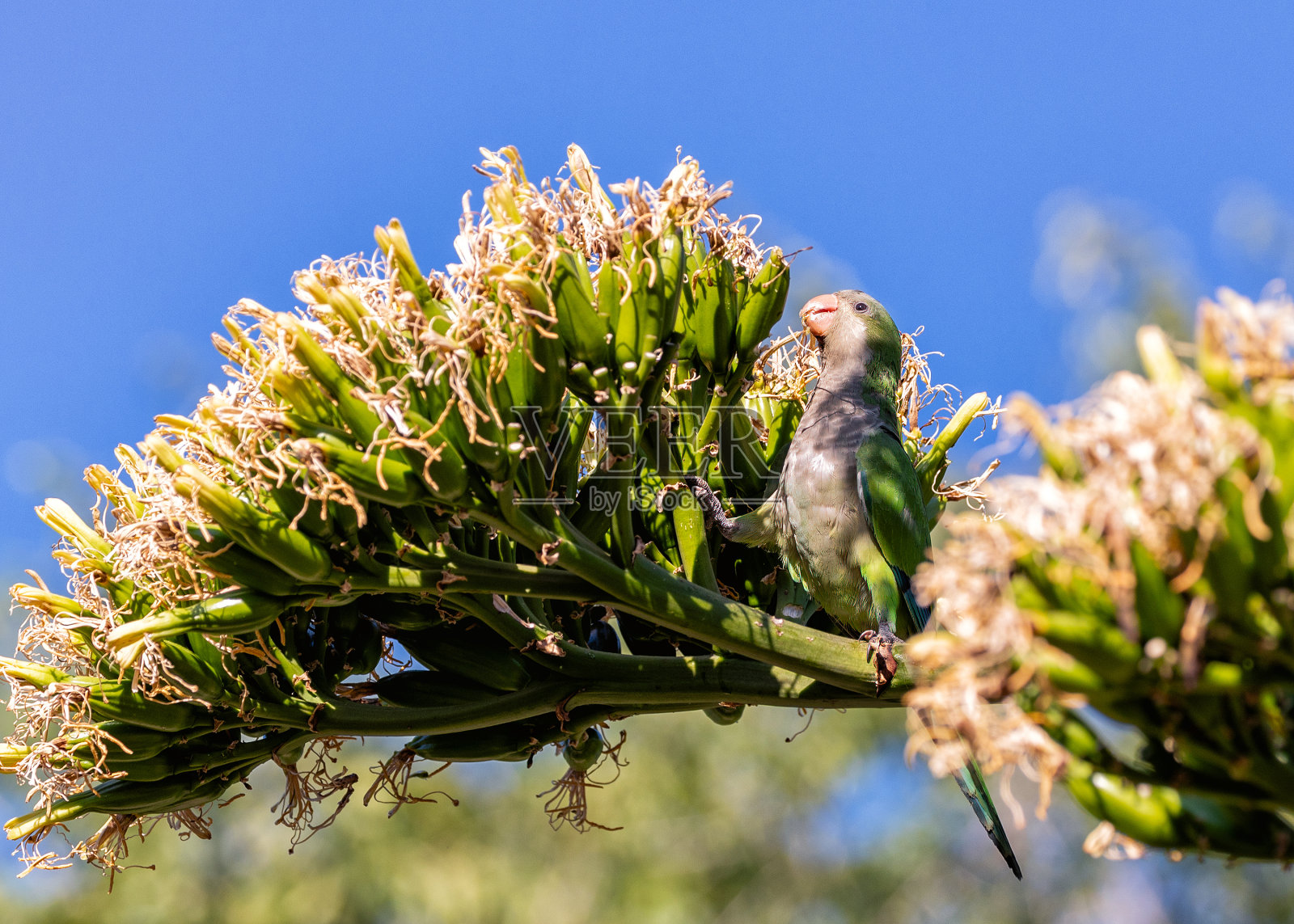 僧侣长尾小鹦鹉(Myiopsitta monachus) -入侵马德里的魅力照片摄影图片