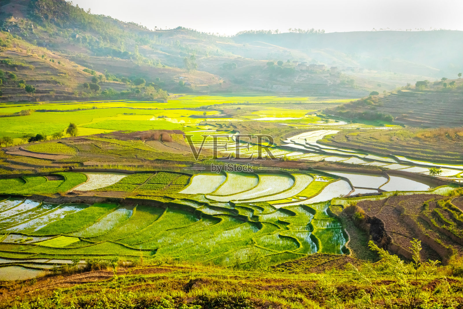 马达加斯加的稻田照片摄影图片