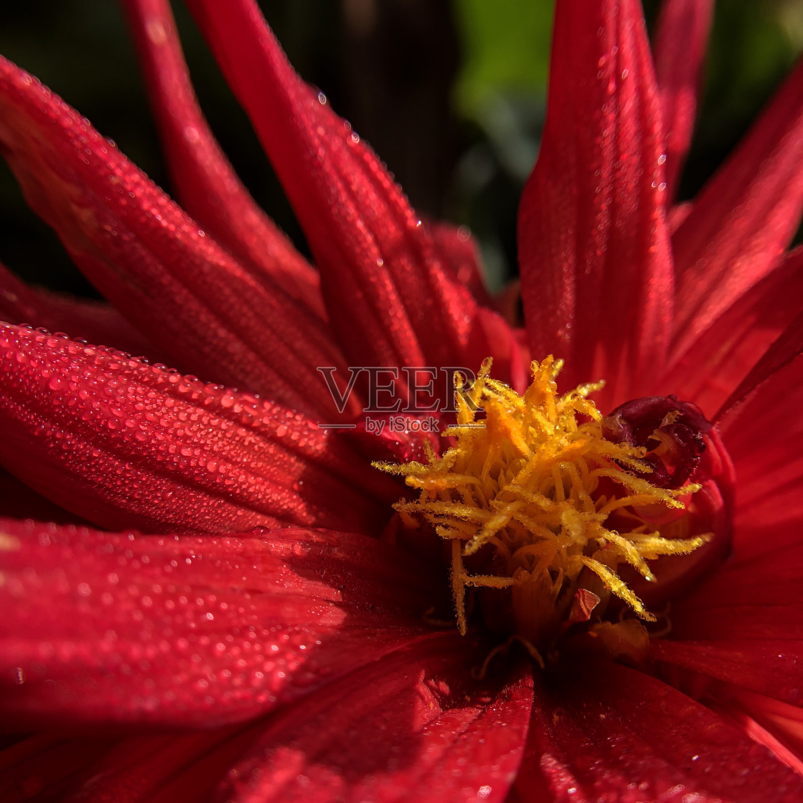 特写红色大丽花照片摄影图片