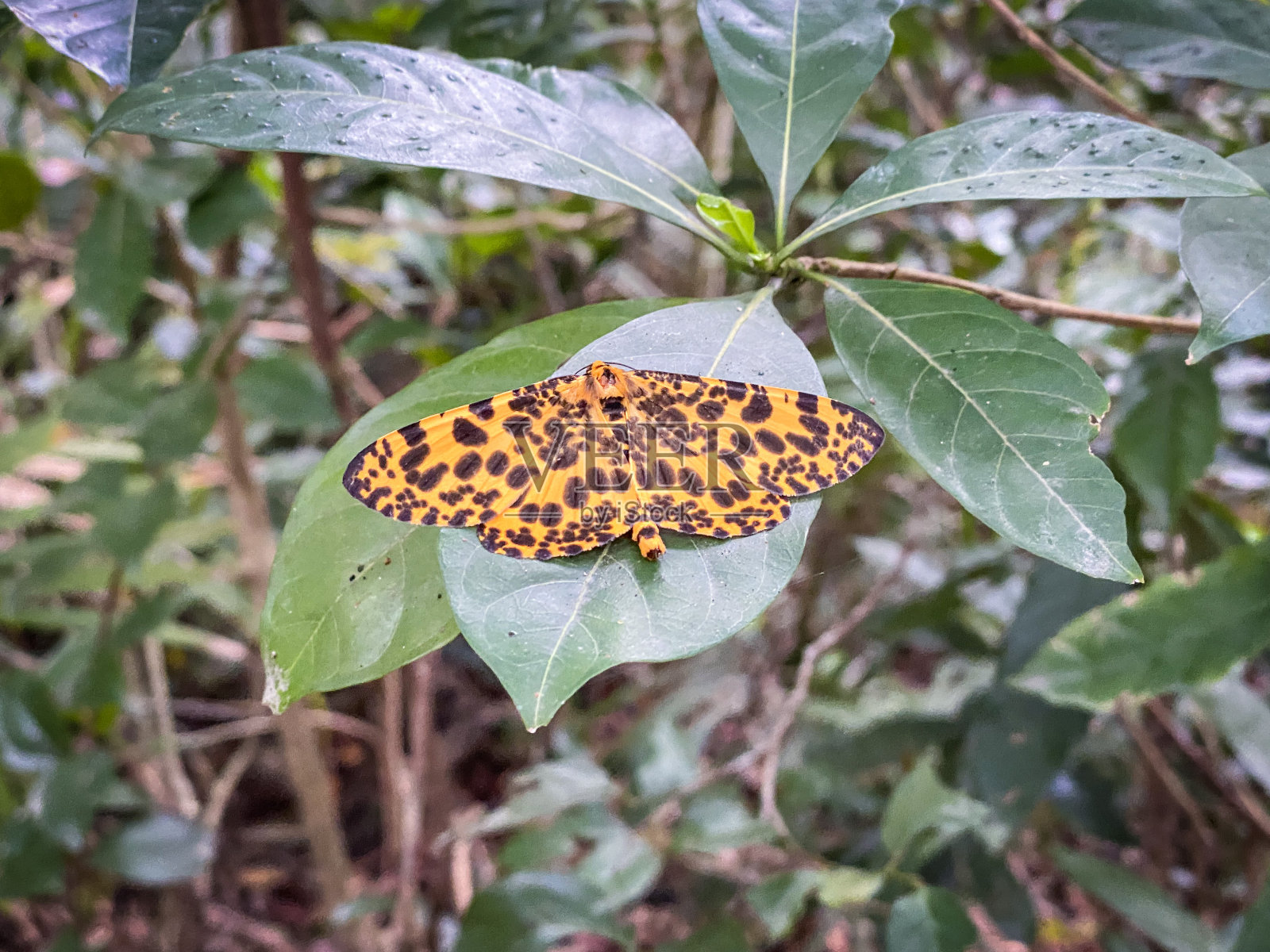 豹子的飞蛾形斗篷照片摄影图片