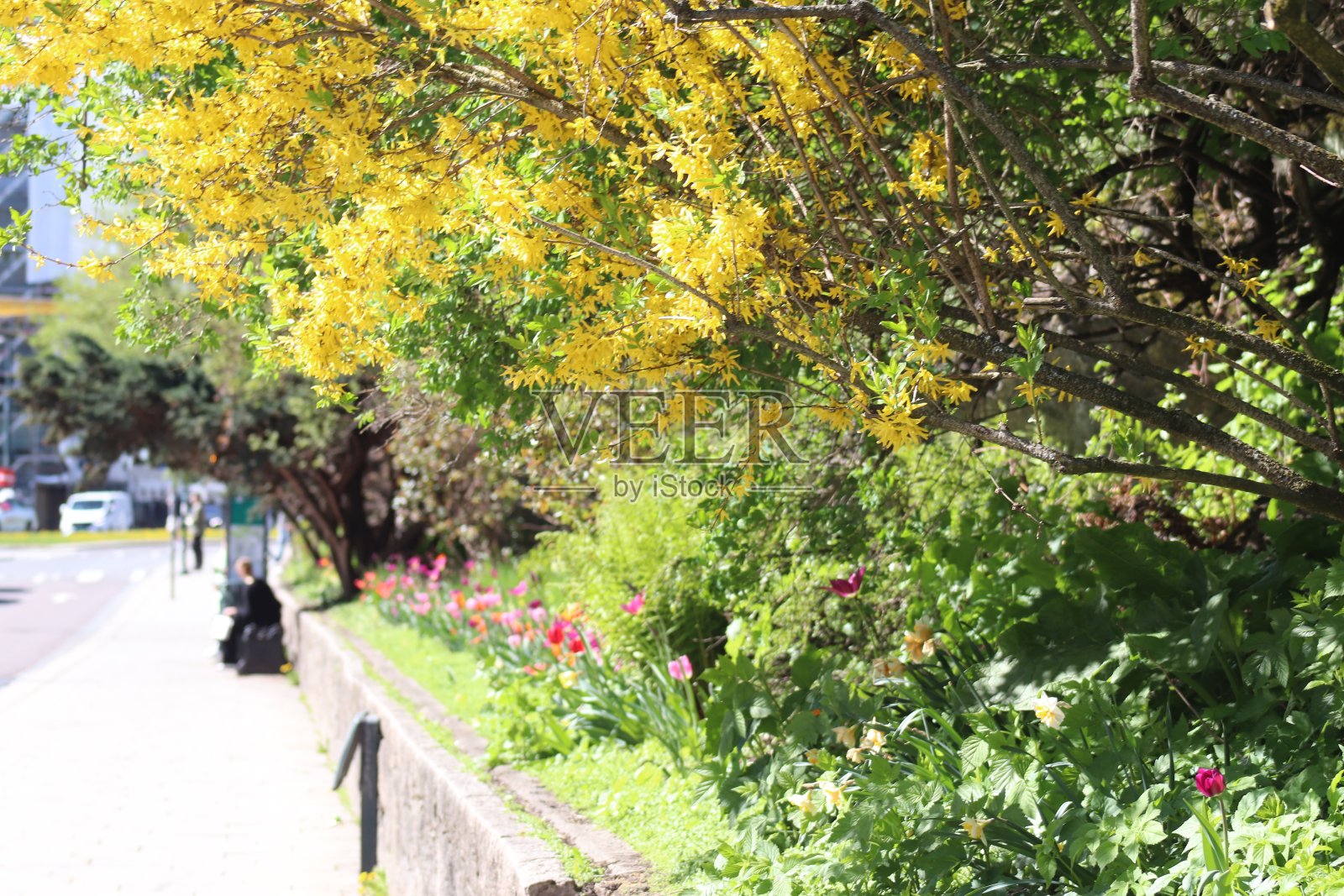 樱花树在盛开，粉红色的花在树上。照片摄影图片