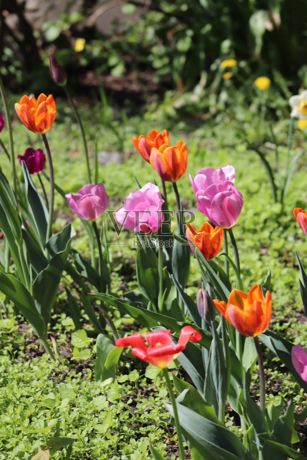 樱花树在盛开，粉红色的花在树上。照片摄影图片