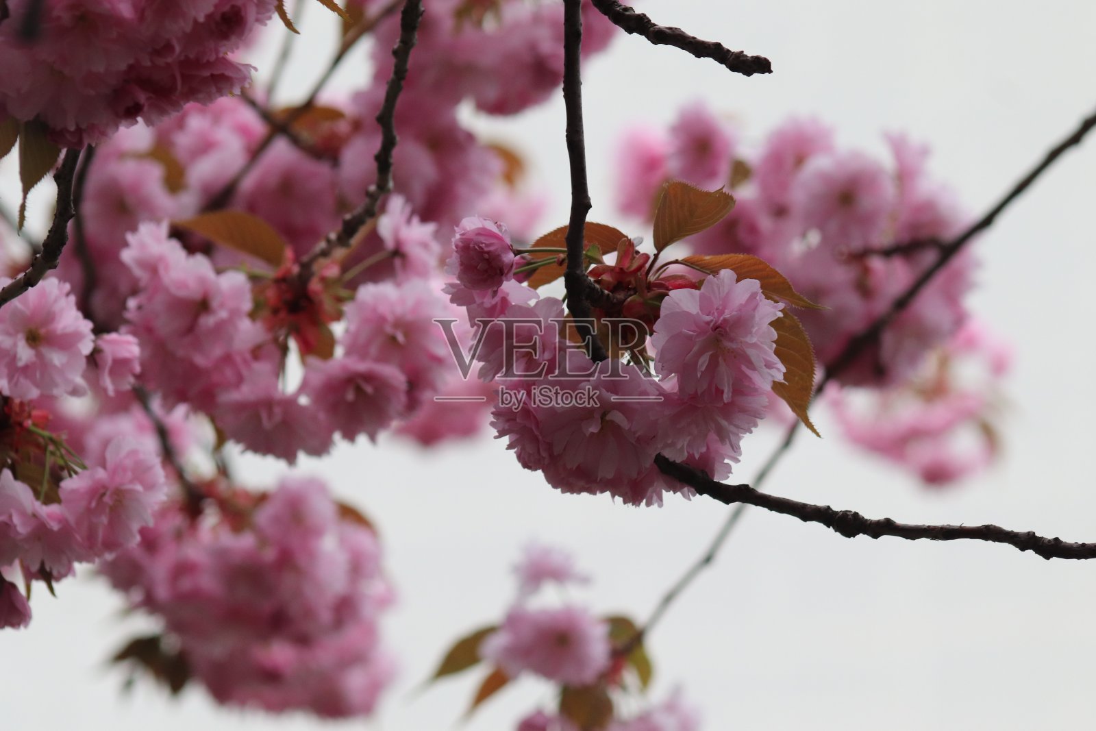 樱花树在盛开，粉红色的花在树上。照片摄影图片