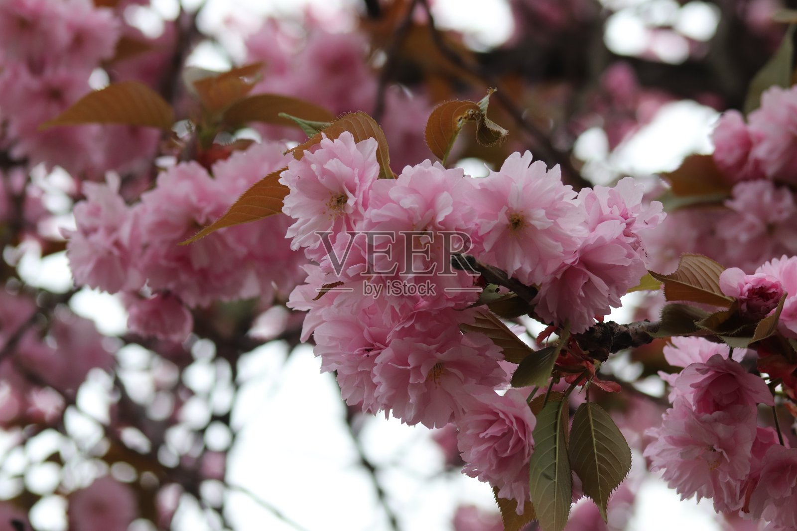 樱花树在盛开，粉红色的花在树上。照片摄影图片