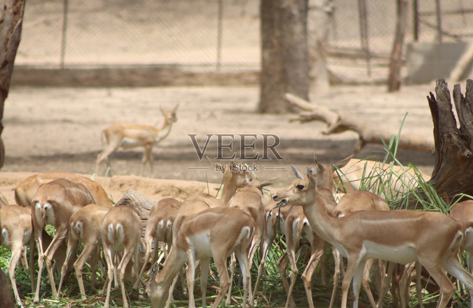 一群鹿在清晨旅行时在森林里吃食物的摄影照片摄影图片