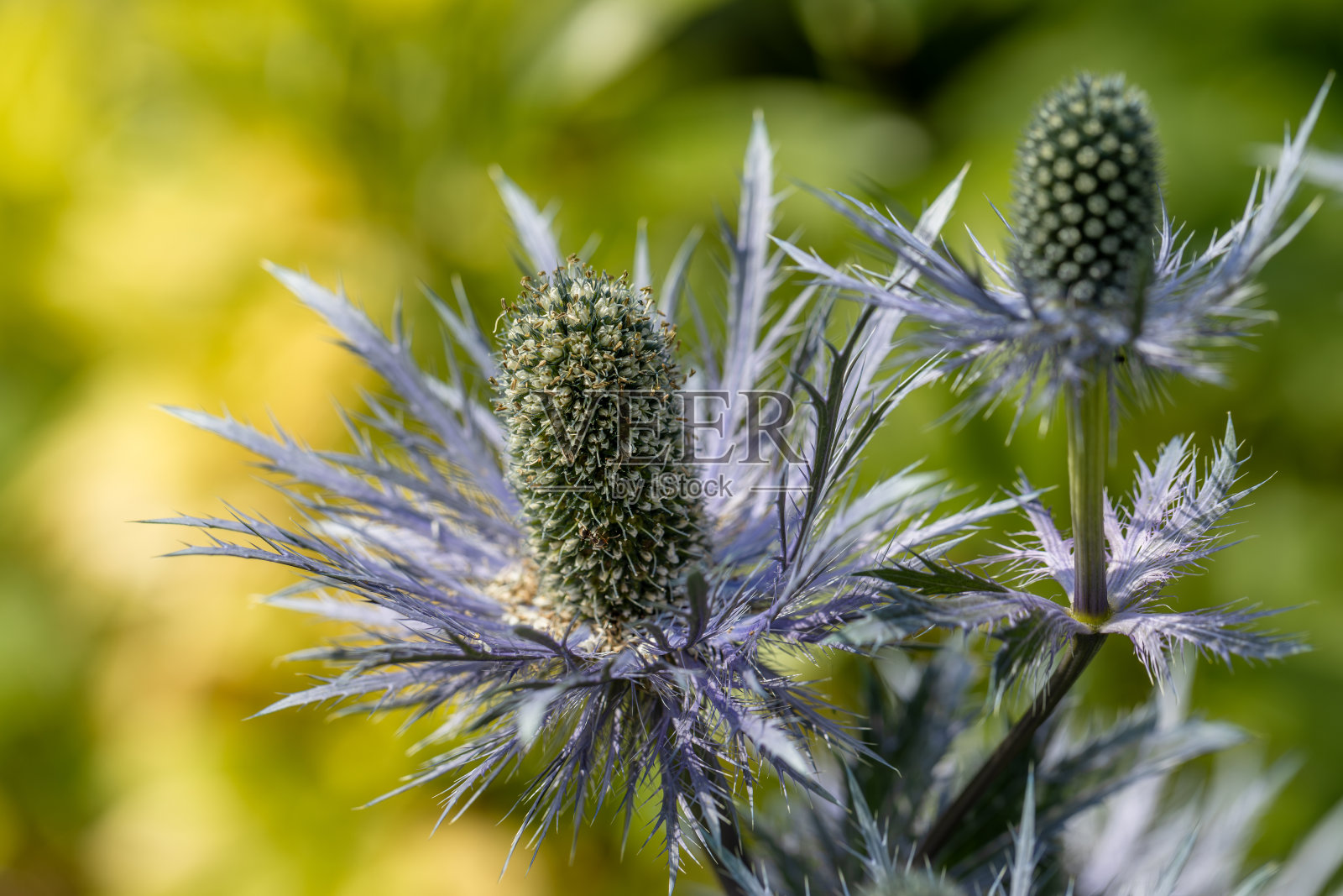 “蓝头彩”也被称为蓝海冬青照片摄影图片