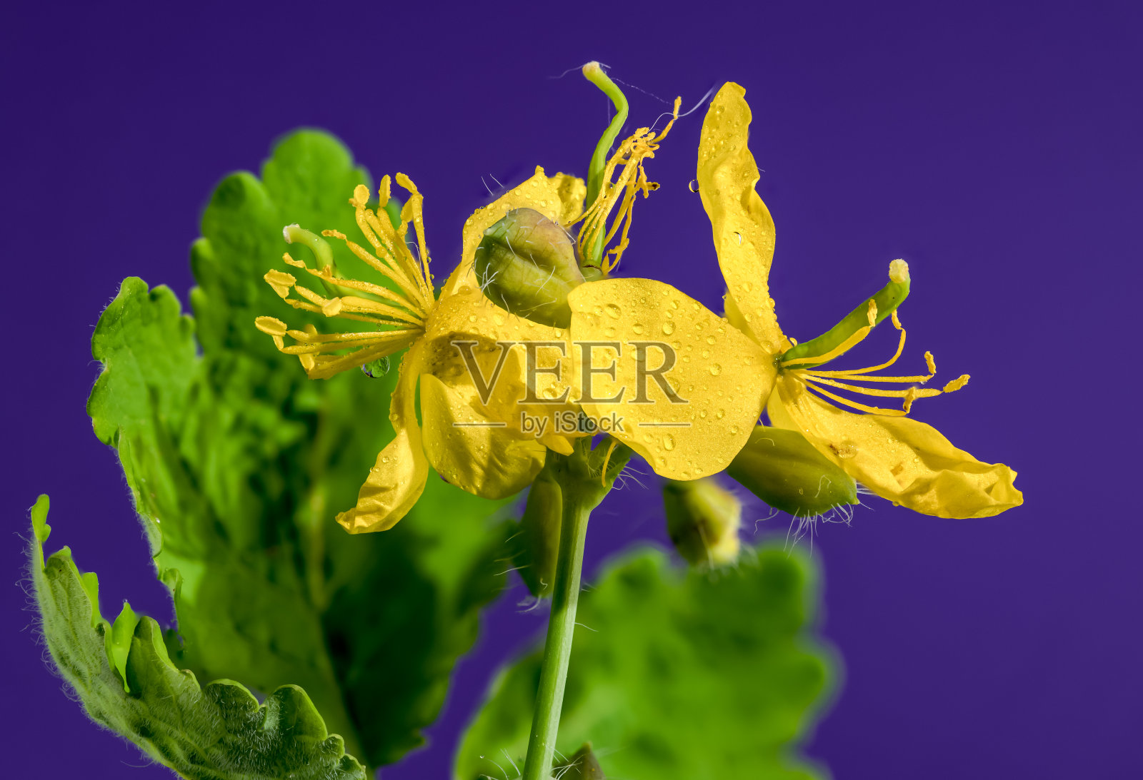 盛开的黄色较小的白屈菜在紫色的背景照片摄影图片