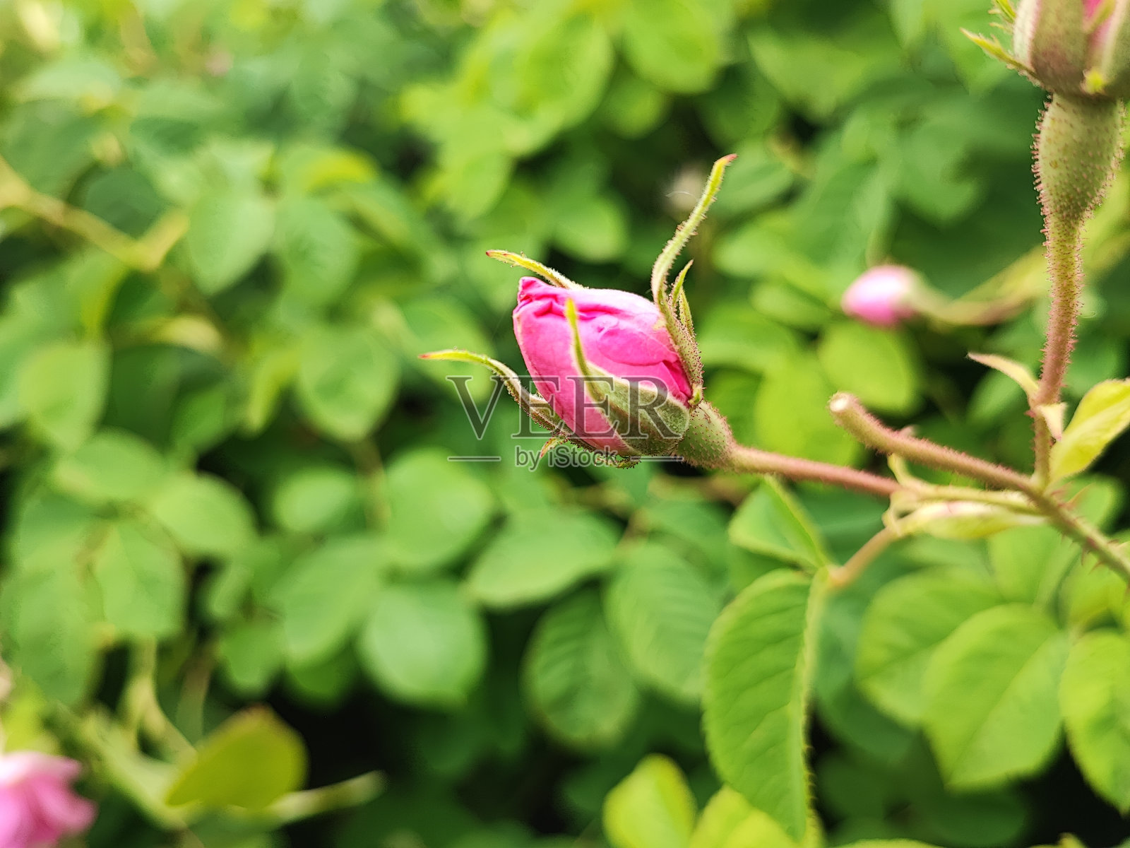 世界上最美丽芬芳的玫瑰照片摄影图片