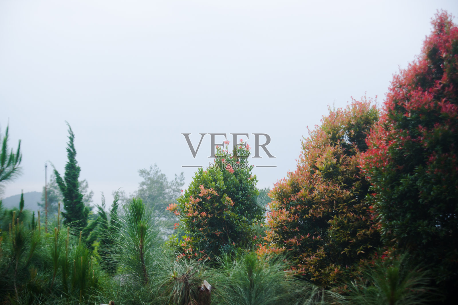 美丽的园林景观照片摄影图片