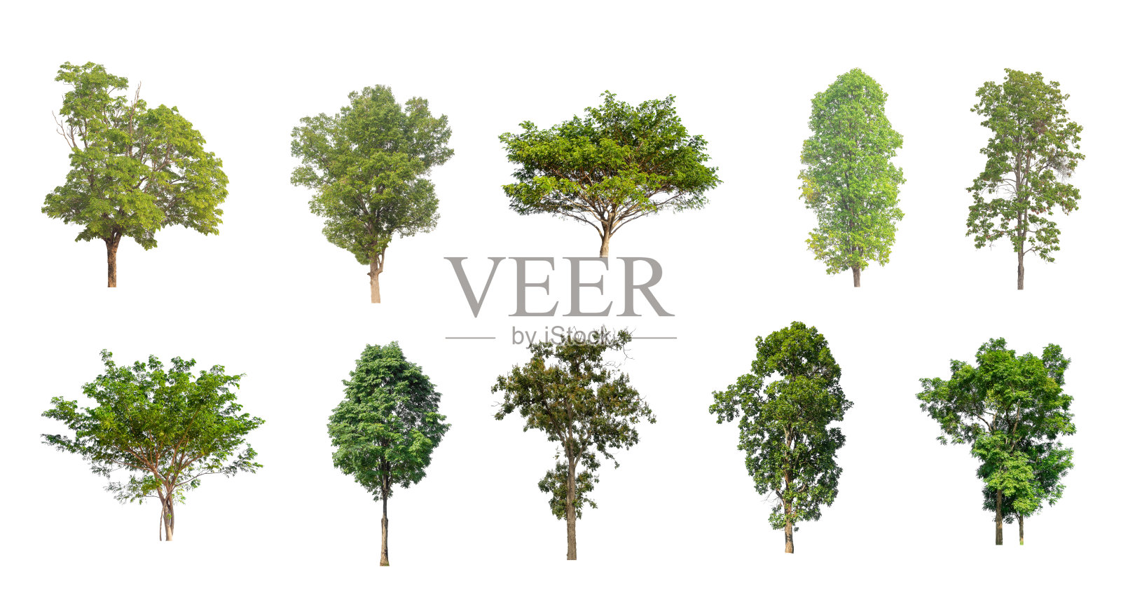 一组孤立的树木在白色的背景上，树木的集合照片摄影图片