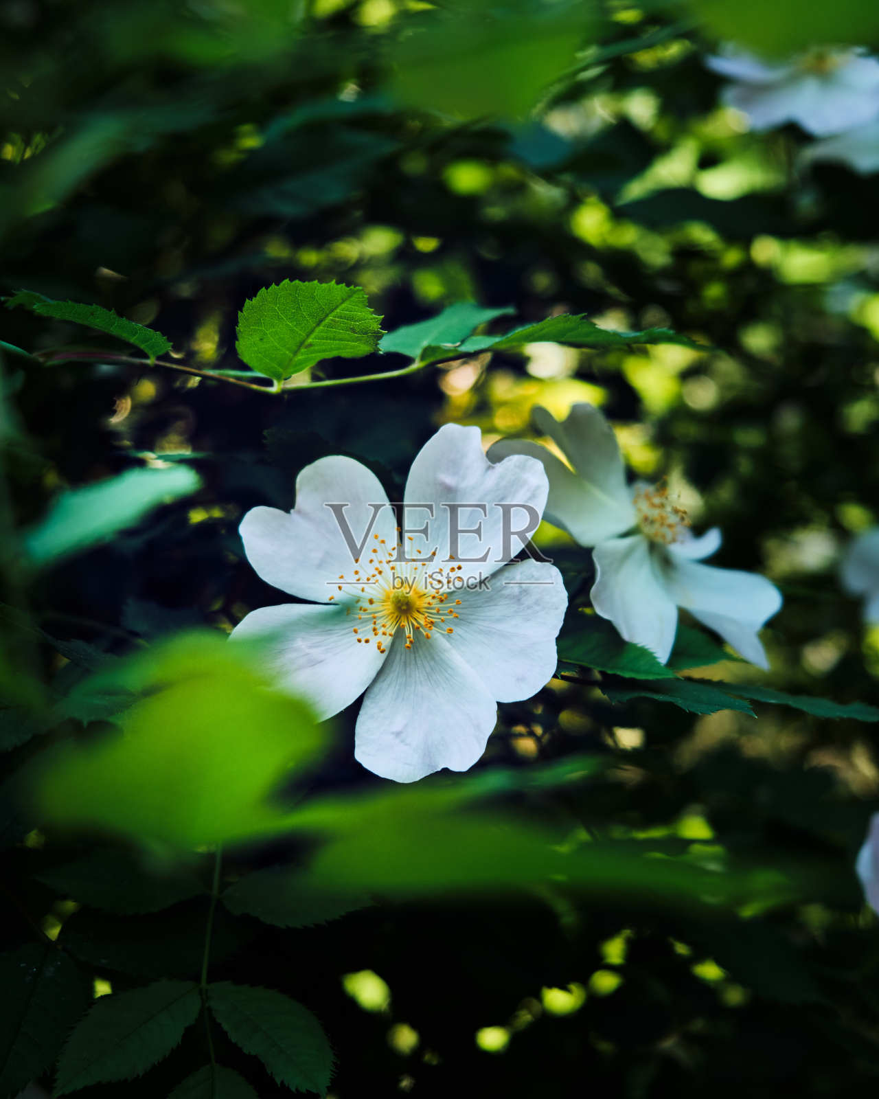 春日里美丽的树花照片摄影图片