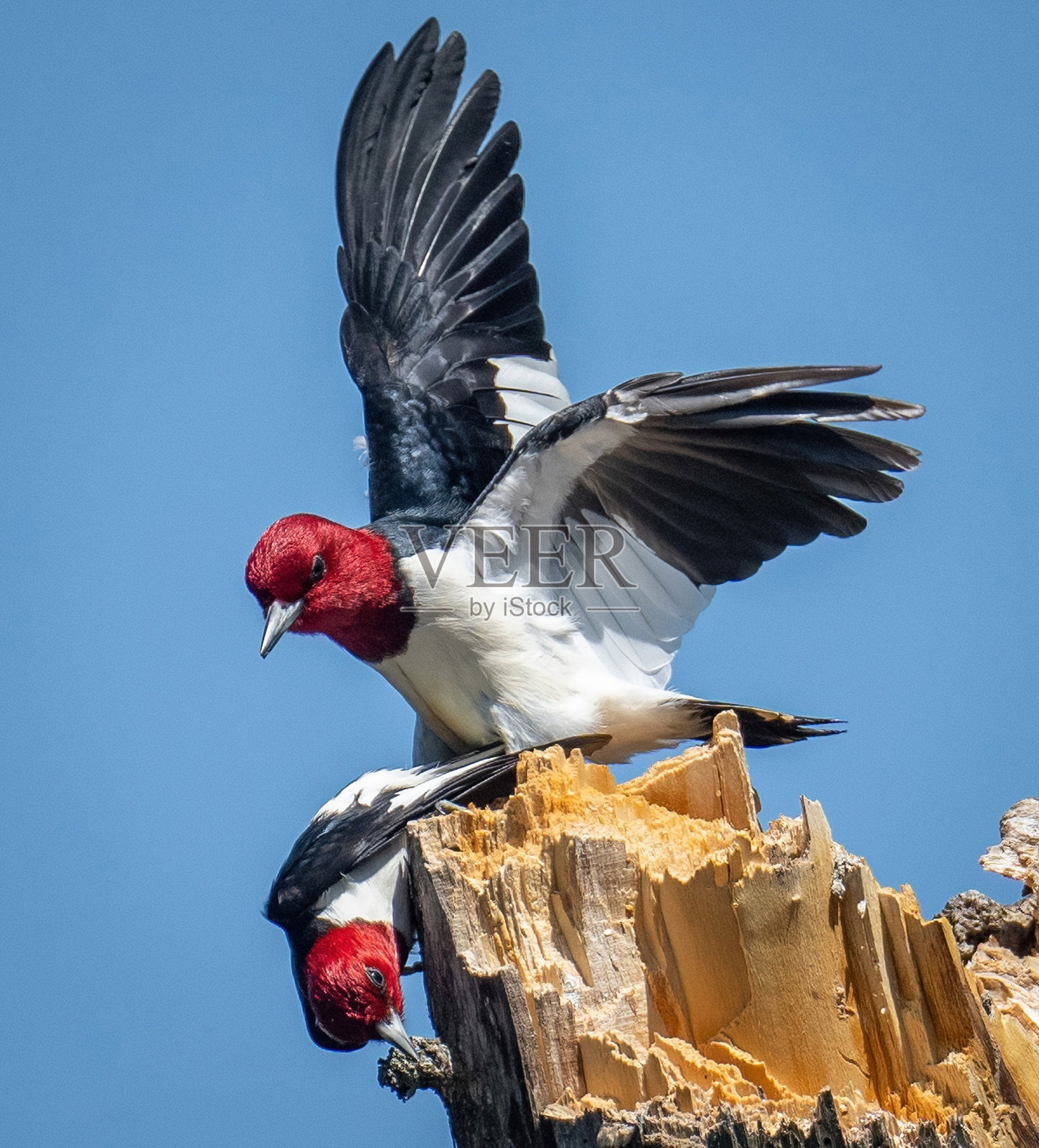 红头啄木鸟(Melanerpes erythrocephalus)合成摄影股票照片照片摄影图片