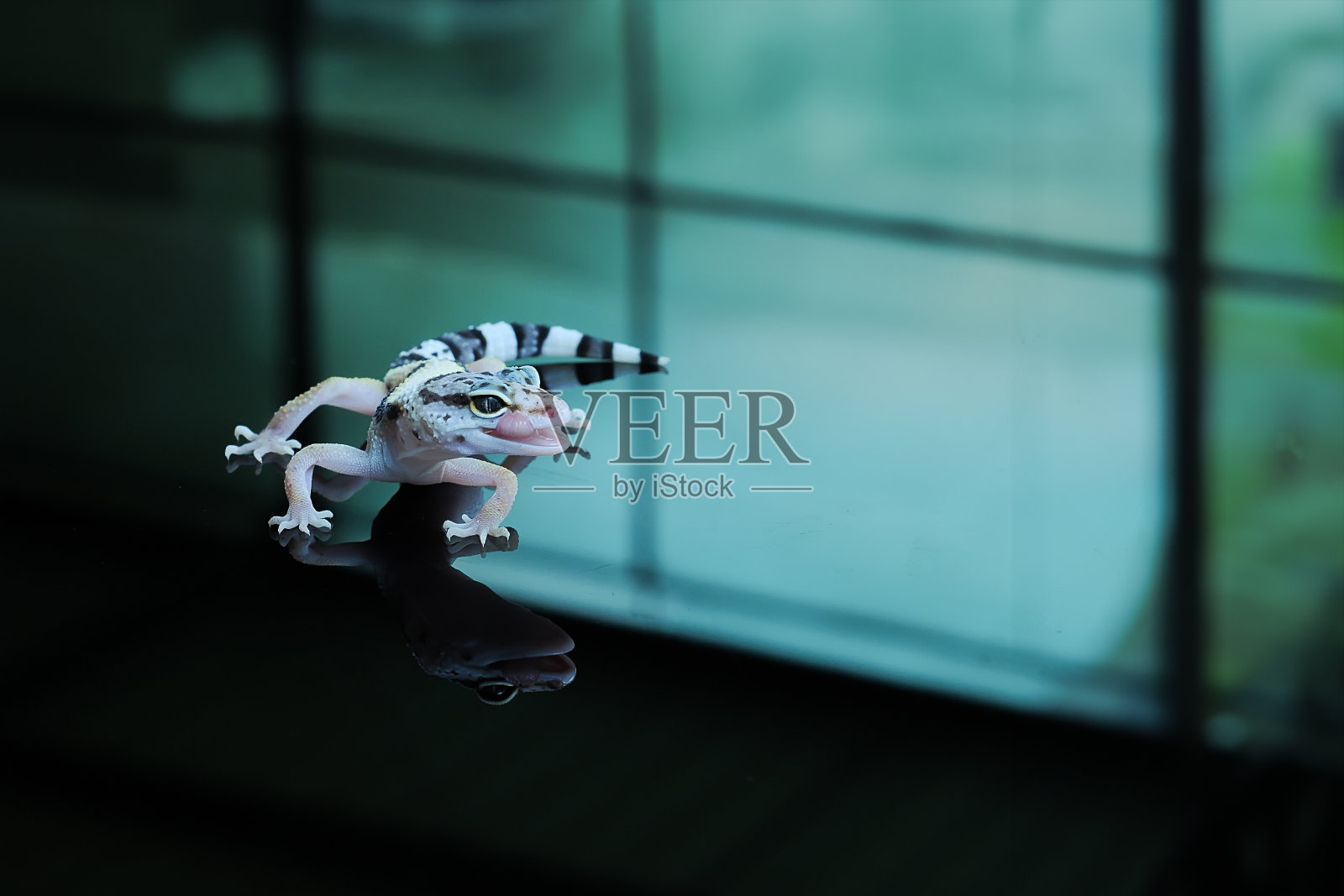 豹壁虎或斑纹壁虎照片摄影图片