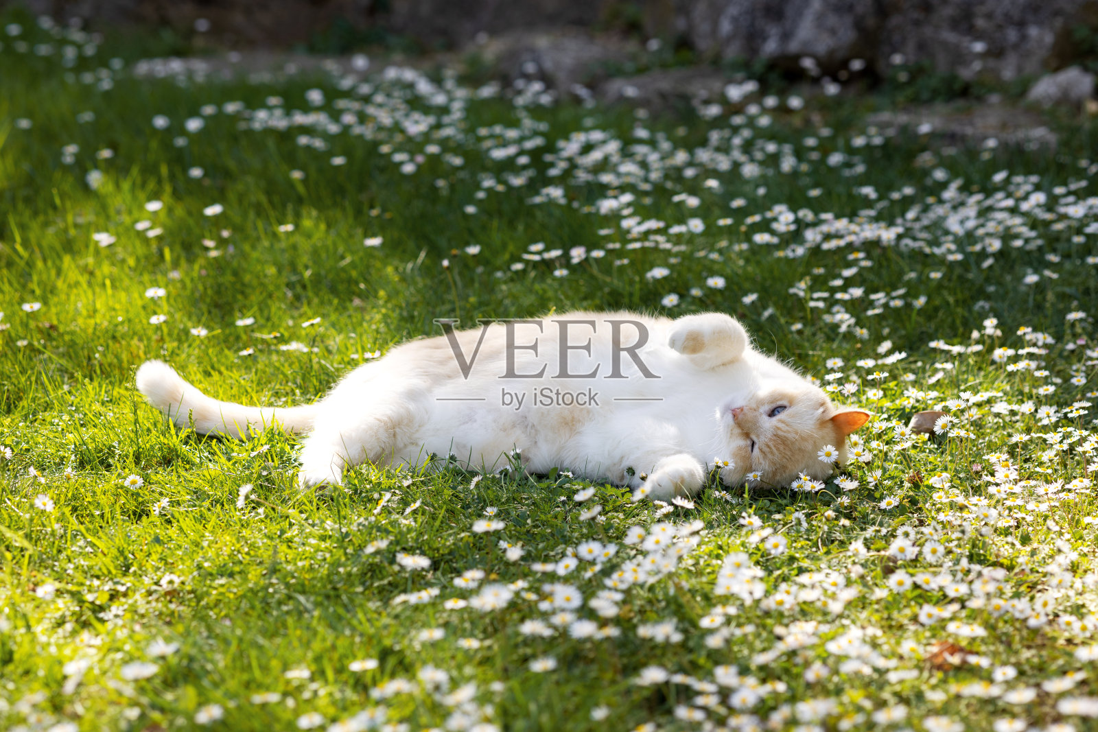 一只大猫仰面躺在长满雏菊的草坪上晒太阳照片摄影图片