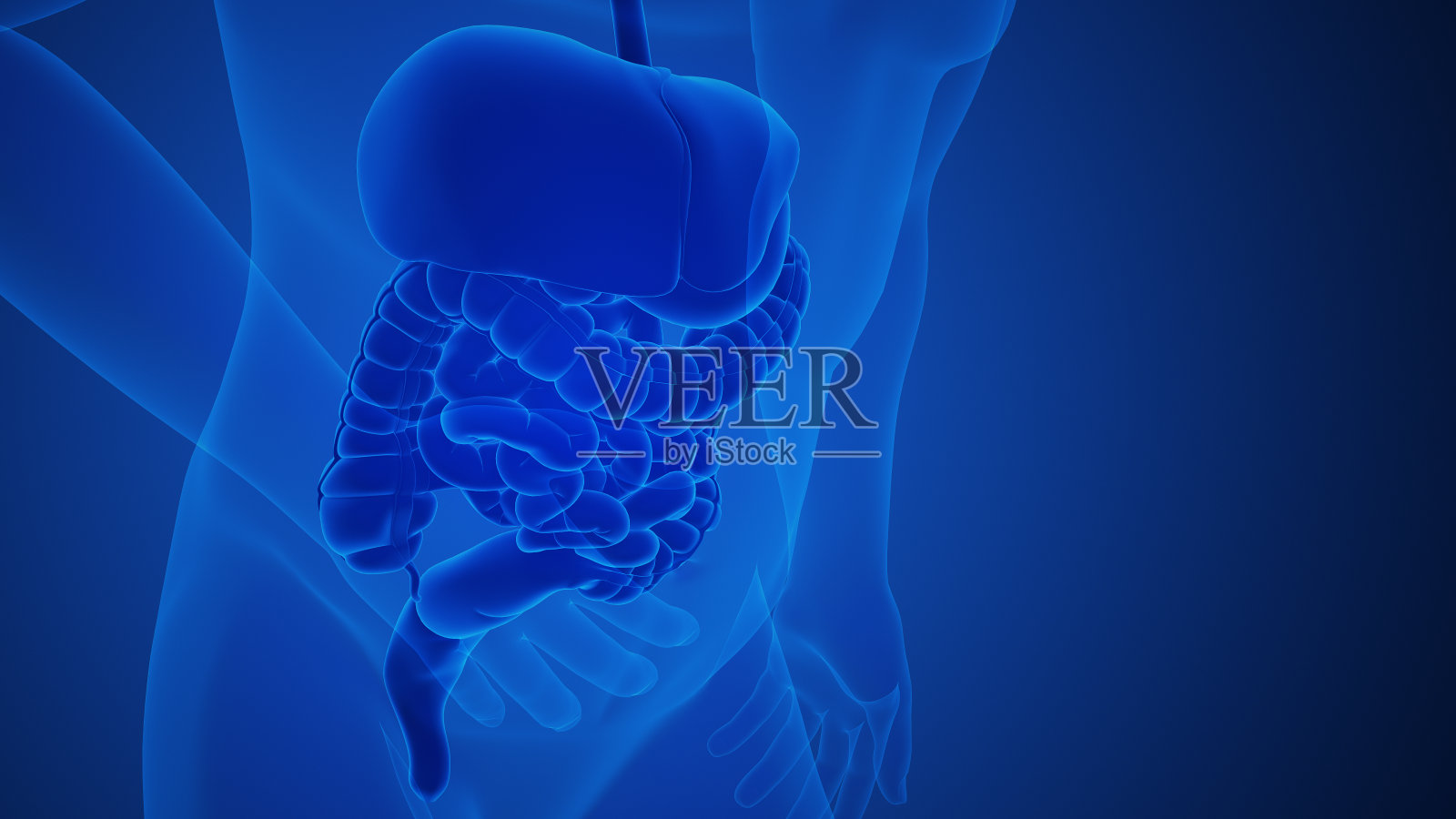 阑尾炎痛解剖为医学概念照片摄影图片