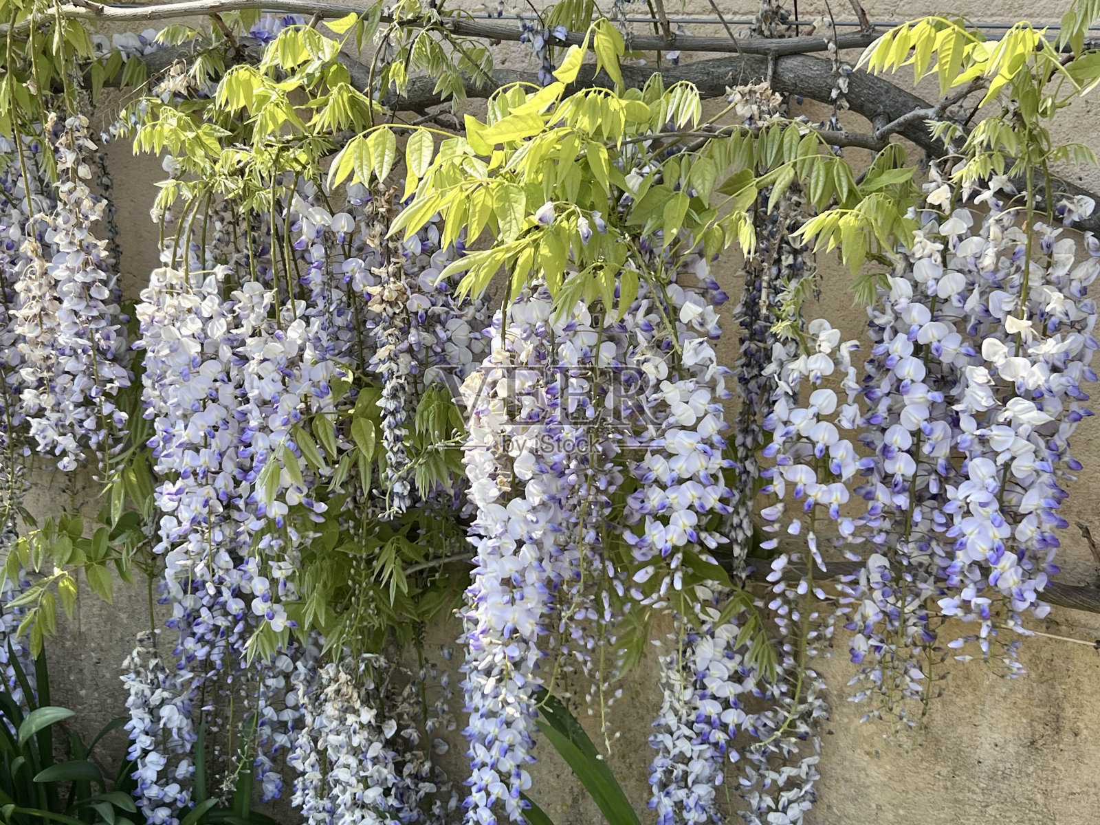 美丽的紫藤照片摄影图片