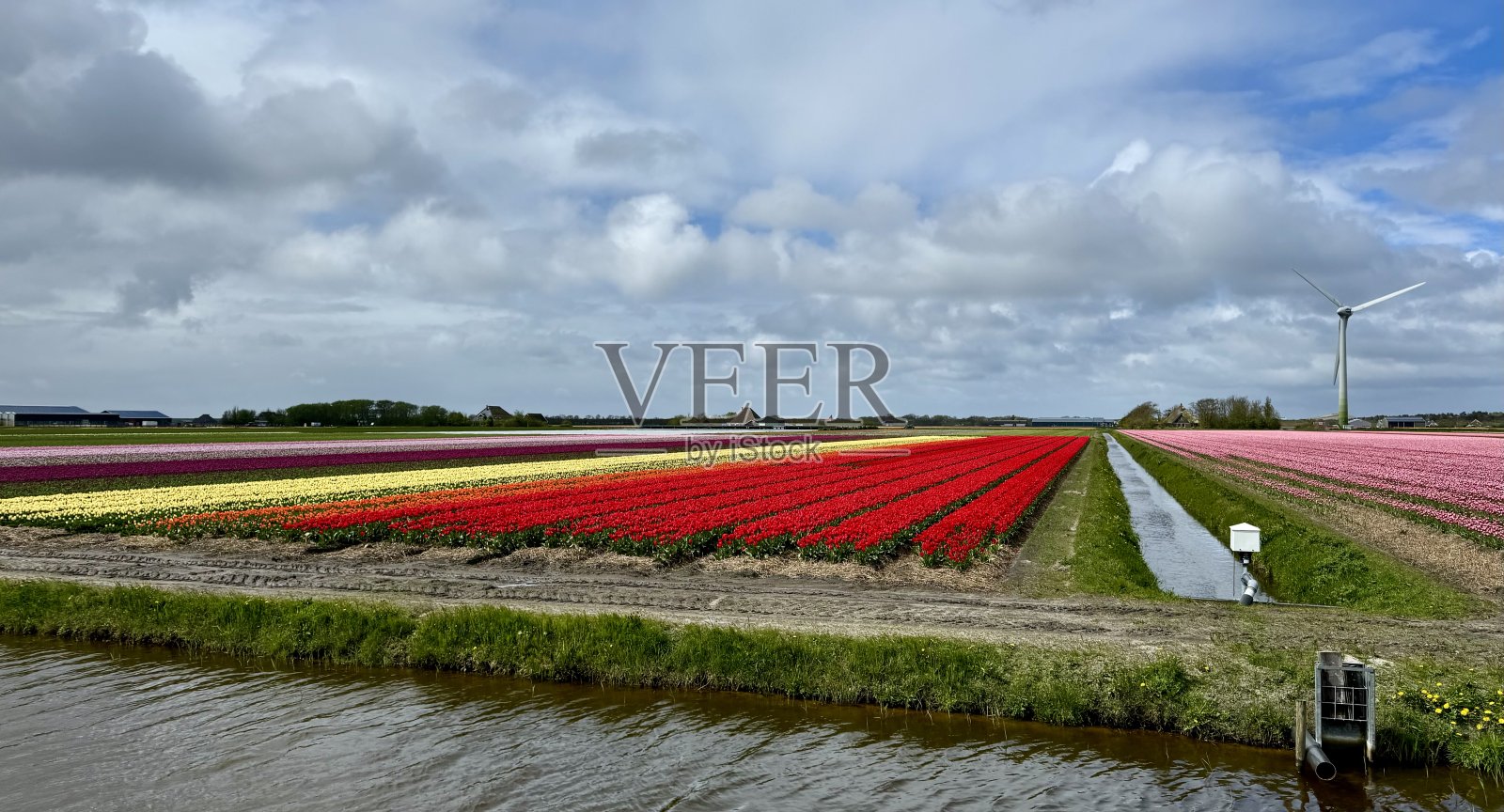 盛开的郁金香田照片摄影图片