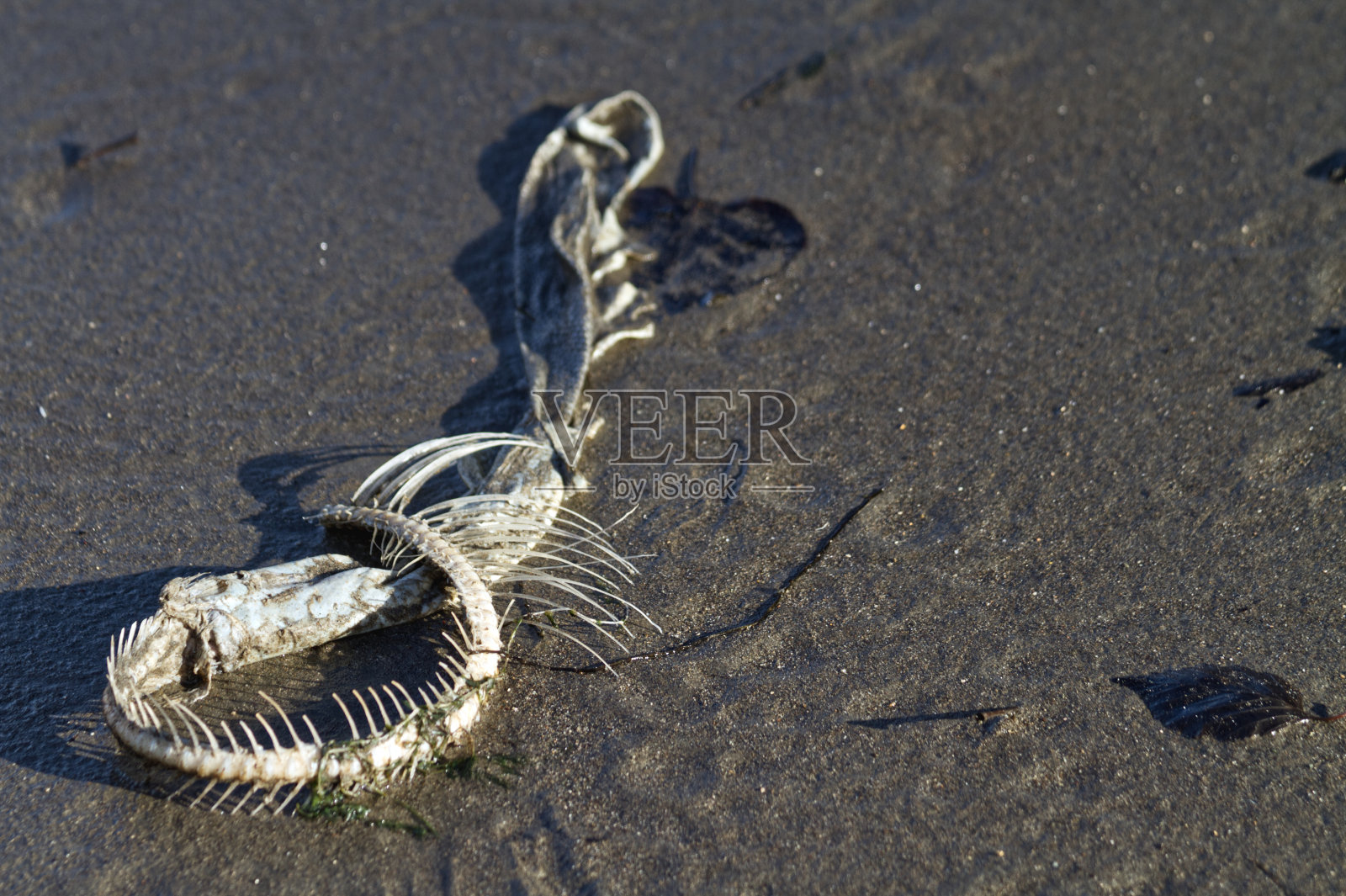 产卵的鲑鱼遗骸照片摄影图片