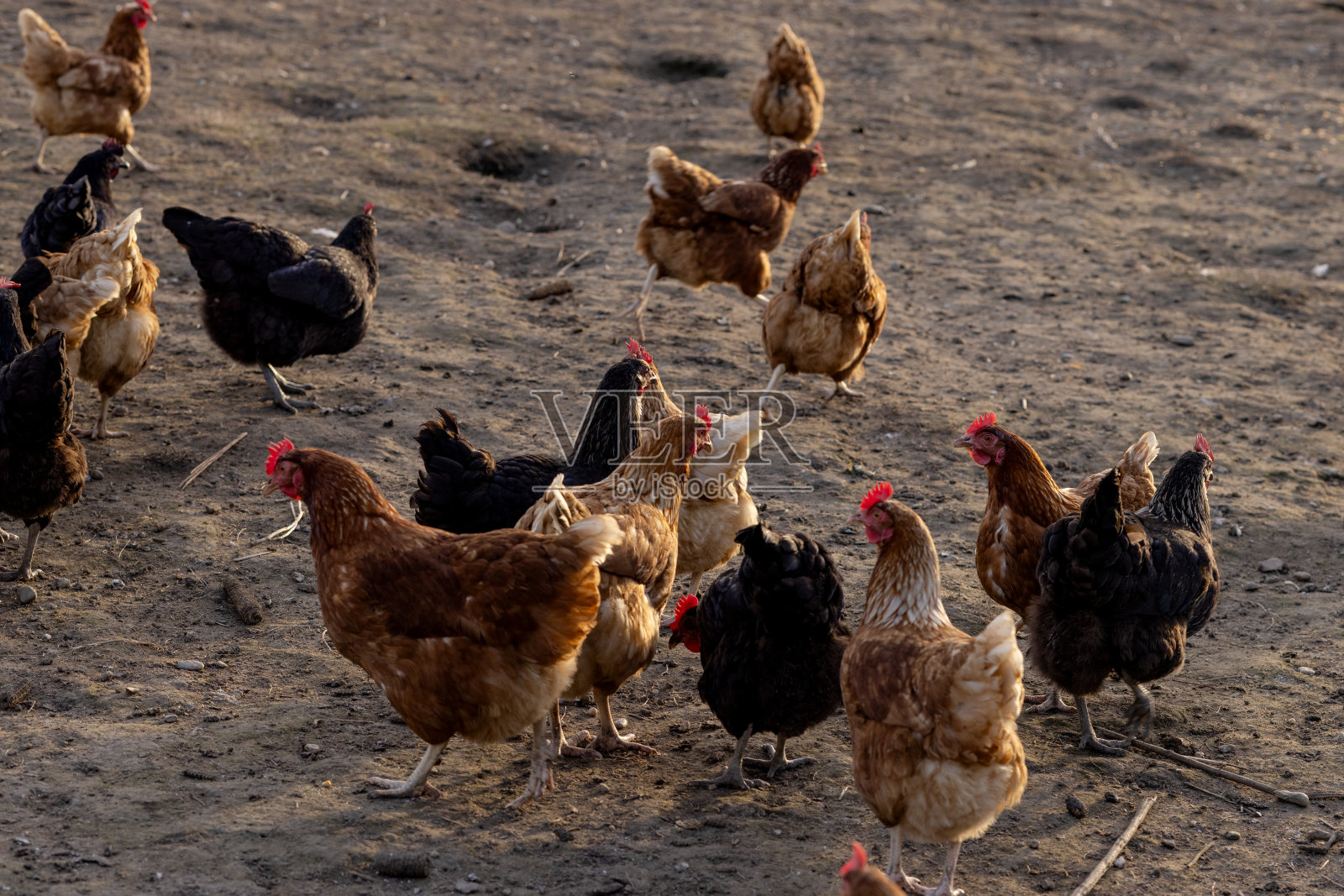 自然界农场里的鸡。自由放养农场的母鸡。照片摄影图片