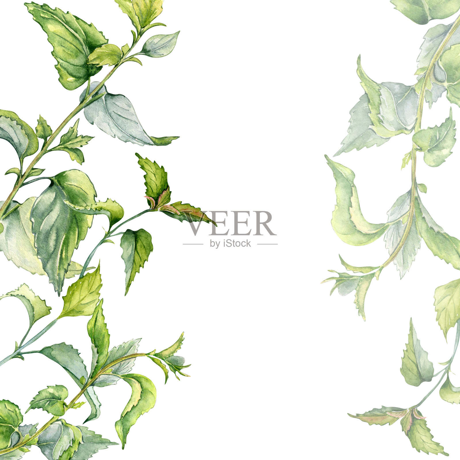 边界与荨麻水彩茎孤立在白色上。药用植物荨麻疹图。有刺的植物，有手绘的绿叶。标签元件，包装元件，药剂师元件插画图片素材