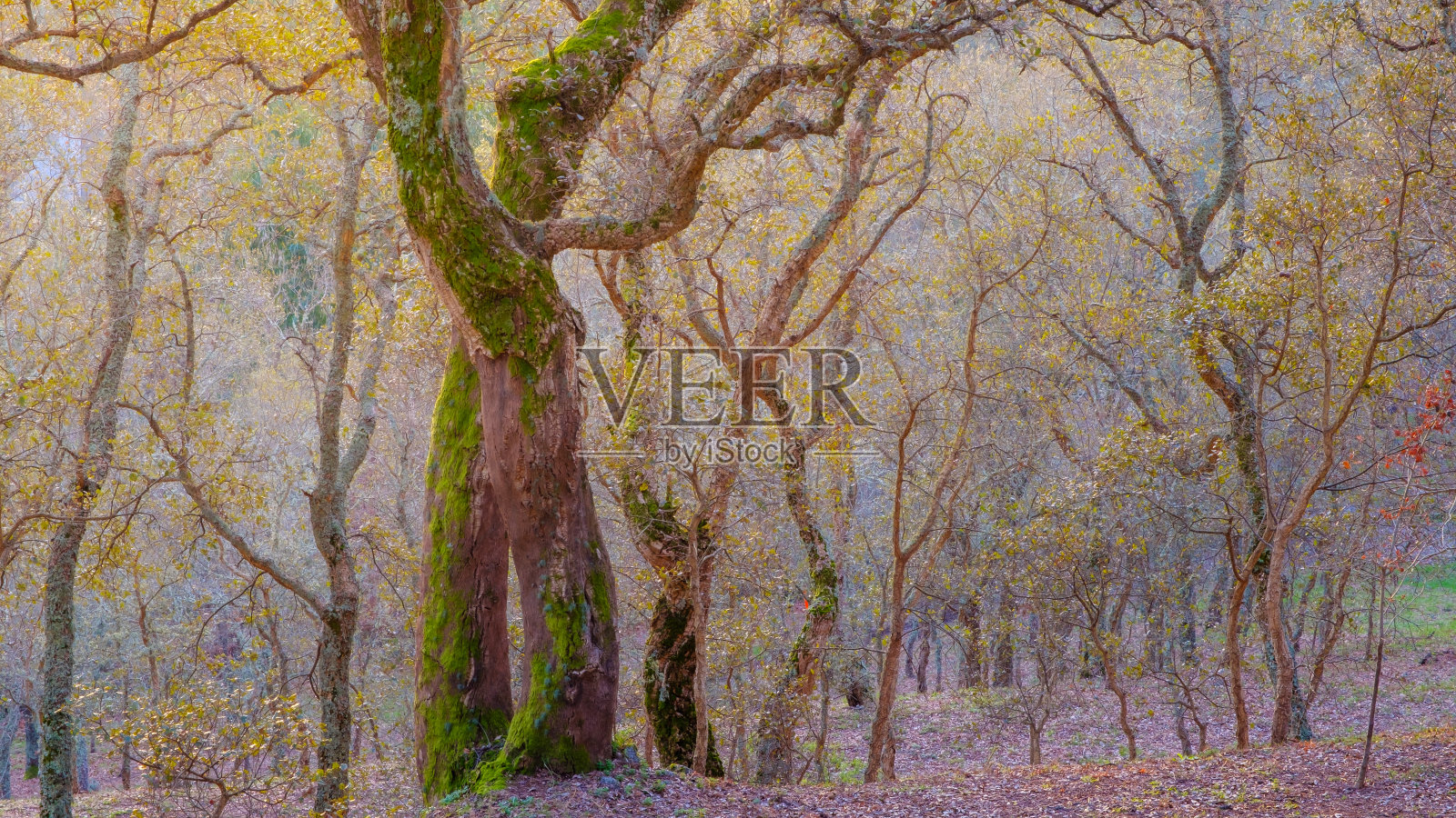 林中小径照片摄影图片